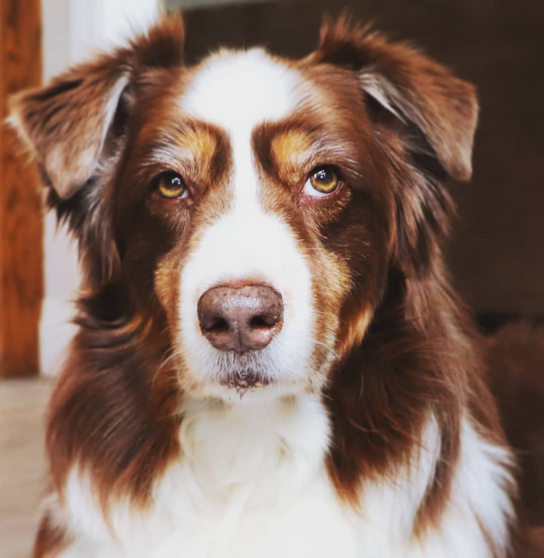 Millerman #aussiesofinstagram #ausableriveraussies #aussies #dogsofig #dogsofinstagram #dogstagram #australianshepherds #bigreddog #covid #covidog #aussiesdoingthings #aussiesofig
