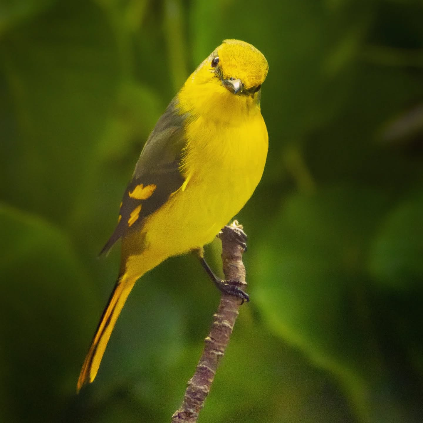 A "scarlet" minivet. Yes it confused me too. The male is red. The female is yellow.
@aneyefordetails
#bird #birds #birdphotography #birdsofinstagram#animalsofinstagram #wildlifeofinstagram #wildlifephotography #nature #naturephotography #wild_perfection #wildlifeaddicts #live_love_wildlife #nikon #planetearth #nationalgeographic #saveourplanet