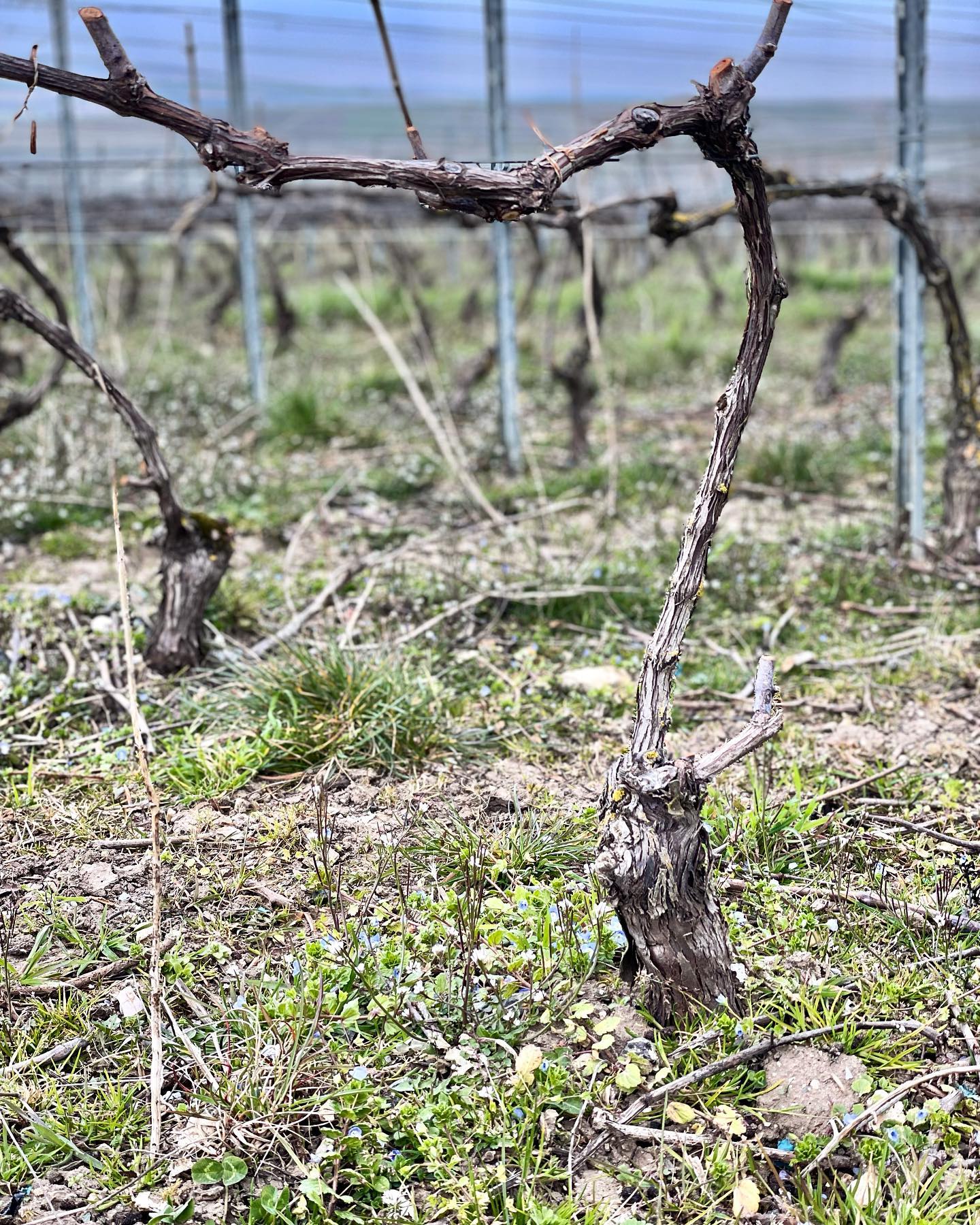 Le printemps arrive / Spring is coming 💐
#photooftheday #champagne #grandcru #maillychampagne #springiscoming #instantnature #vigneronindependant