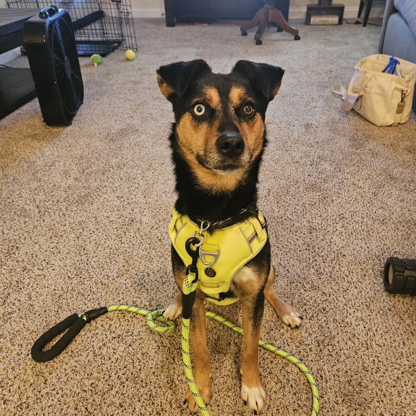 🐾 Just Adopted a Shelter Dog? Slow Is the Way Forward. 🐾
Bringing home a shelter dog is an amazing thing—but it’s also a huge transition for them.
New smells, new people, new rules, new expectations… it can be overwhelming. Many dogs don’t misbehave because they’re “bad,” they’re simply trying to decompress after weeks, months, or even years of stress.
✨ Decompression matters.
Your new dog needs time to: • Learn they are safe
• Understand their new routine
• Build trust with you
• Settle emotionally before real learning begins
This is why in-home training is so important for newly adopted dogs.
🏡 Why in-home training works best for shelter dogs: • Training happens in their real environment
• We work with real-life triggers (doors, visitors, other pets)
• The dog isn’t overwhelmed by a new facility
• We build structure without rushing the process
In-home lessons allow us to go at your dog’s pace—creating calm, confidence, and clear communication from the very beginning.
💛 The goal isn’t perfection.
The goal is stability, trust, and guidance while your dog learns what “home” really means.
If you’ve recently adopted and feel unsure, overwhelmed, or just want to start off on the right foot—you’re not alone. I specialize in helping families and their new dogs navigate this transition successfully.
📩 Message me to set up in-home training designed specifically for newly adopted shelter dogs.
#rescuedog #shelter #dogtrainer #614columbus #ohiodogtraining