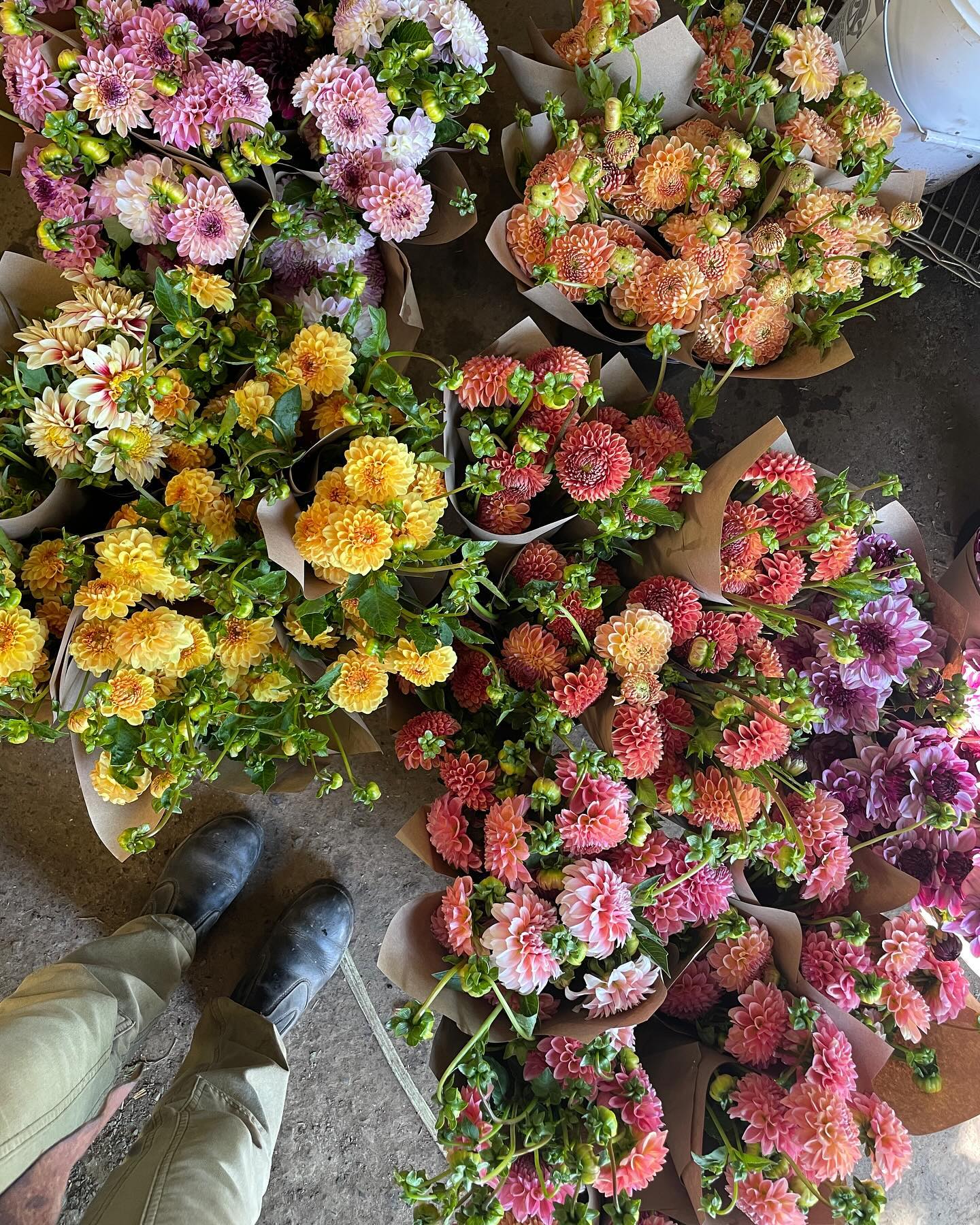 Dahlia season is upon us once again! š«”