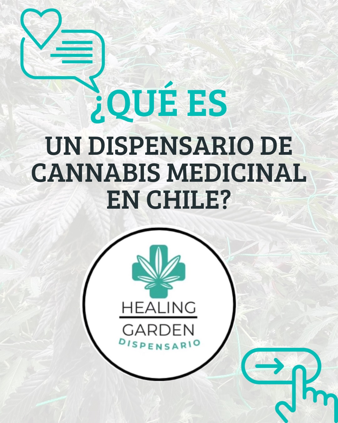 💚¿Qué es realmente un Dispensario de Cannabis Medicinal en Chile?.💚
(Spoiler: No es una tienda comercial).
Quédate en nuestra publicación y te enseñamos cómo reconocerlos.
Si aún tienes dudas de cómo comenzar tu tratamiento escríbenos a DM y te damos todos los detalles.
@healing_garden_dispensario
Acompañándote en el camino hacia una mejor calidad de vida.
🍀Únete al Club!.