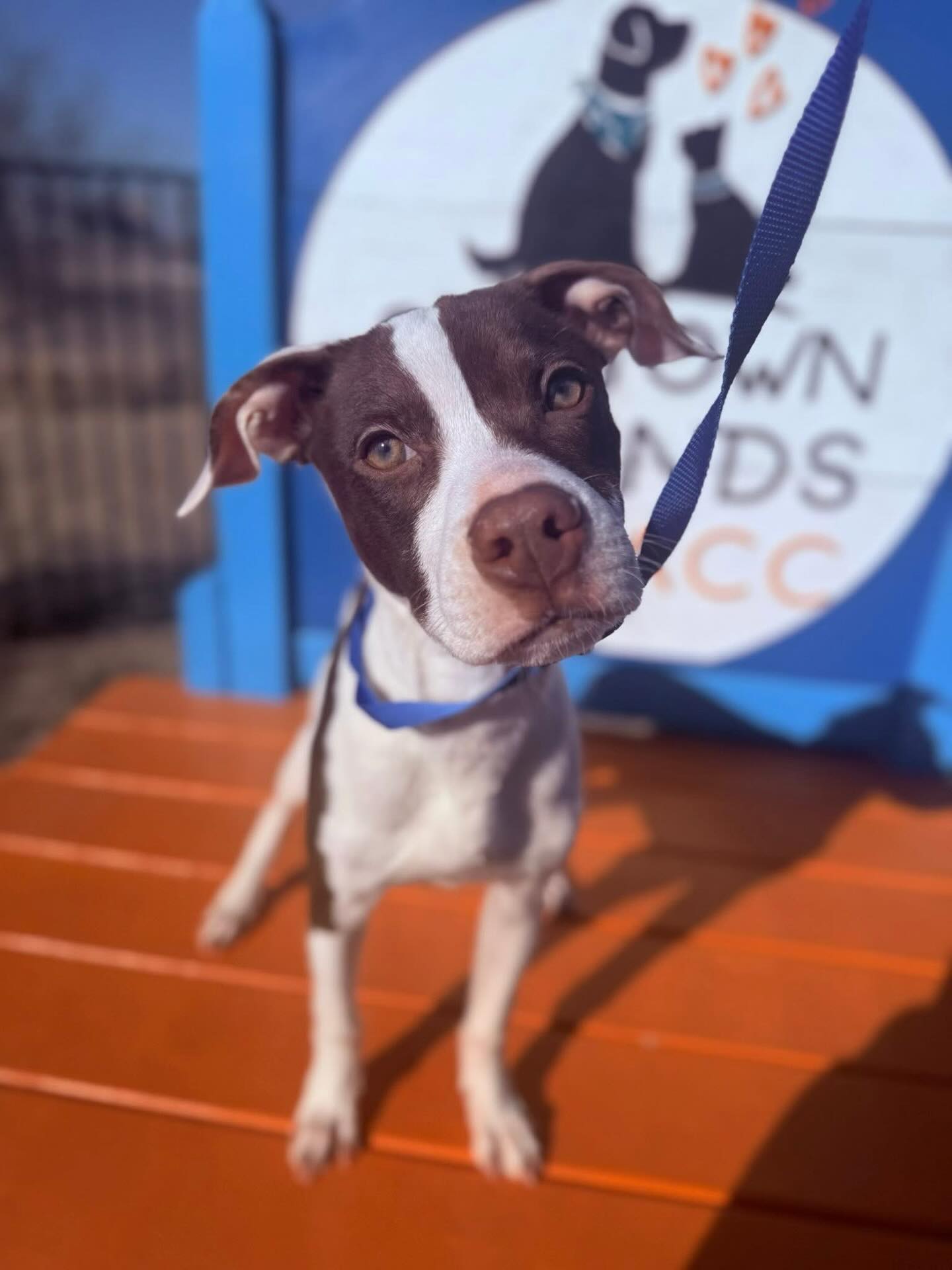 update: safe in a shelter foster home!
Transport Foster Needed by TODAY Until 2/3
Rudy’s chance to make the 2/5 transport depends on finding a foster by end of day today. He is currently at the North Animal Campus and needs a temporary place to land so he does not miss his ride to freedom.
Rudy A0060052605 is a six-month-old male who weighs about 20 pounds and is dog friendly. After his next booster, he will be fully cleared and will not need anything else prior to transport. He is an easy, young pup who just needs a safe place to crash for a short stay.
Location: Fort Worth Animal Care & Control- North Animal Campus- 351 Hillshire Drive, Haslet, TX
Transport Date: 2/5
Return Date: 2/3
If you can help Rudy make this trip, please email FWACCfoster@fortworthtexas.gov as soon as possible to tag and schedule pickup.