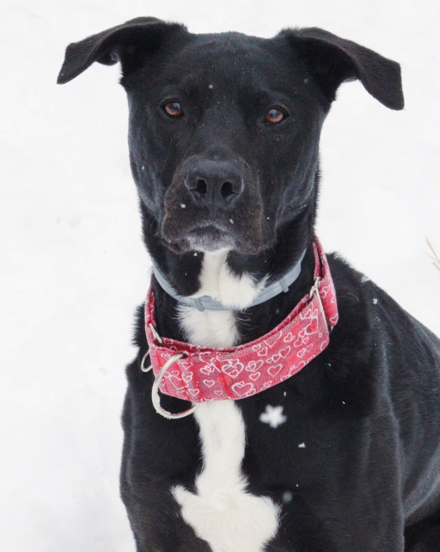 I caught the sick! 🤧🤒
I am planning a Valentine's Drop for the 25th still, as long as I start to feel better in a few days. I was planning to make collars the last few days, but I've been in bed instead... if you for sure want a Valentine's Day collar, I recommend getting your custom orders in this week! Check out the "holiday fabrics" section on the website for options!