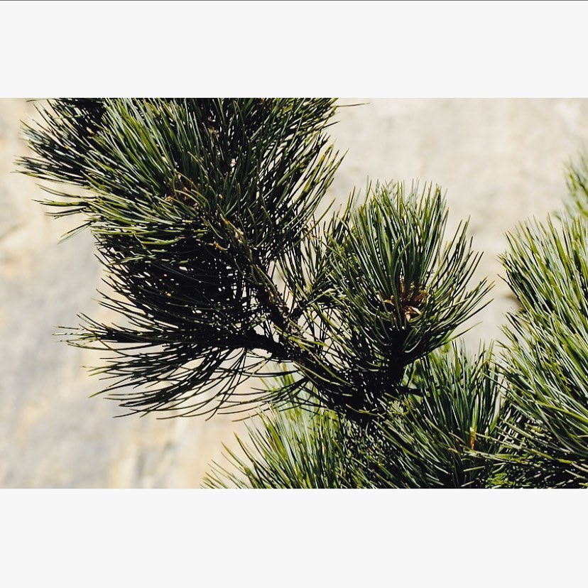 arve - riecht angenehm und fördert den gesunden, erholsamen schlaf.