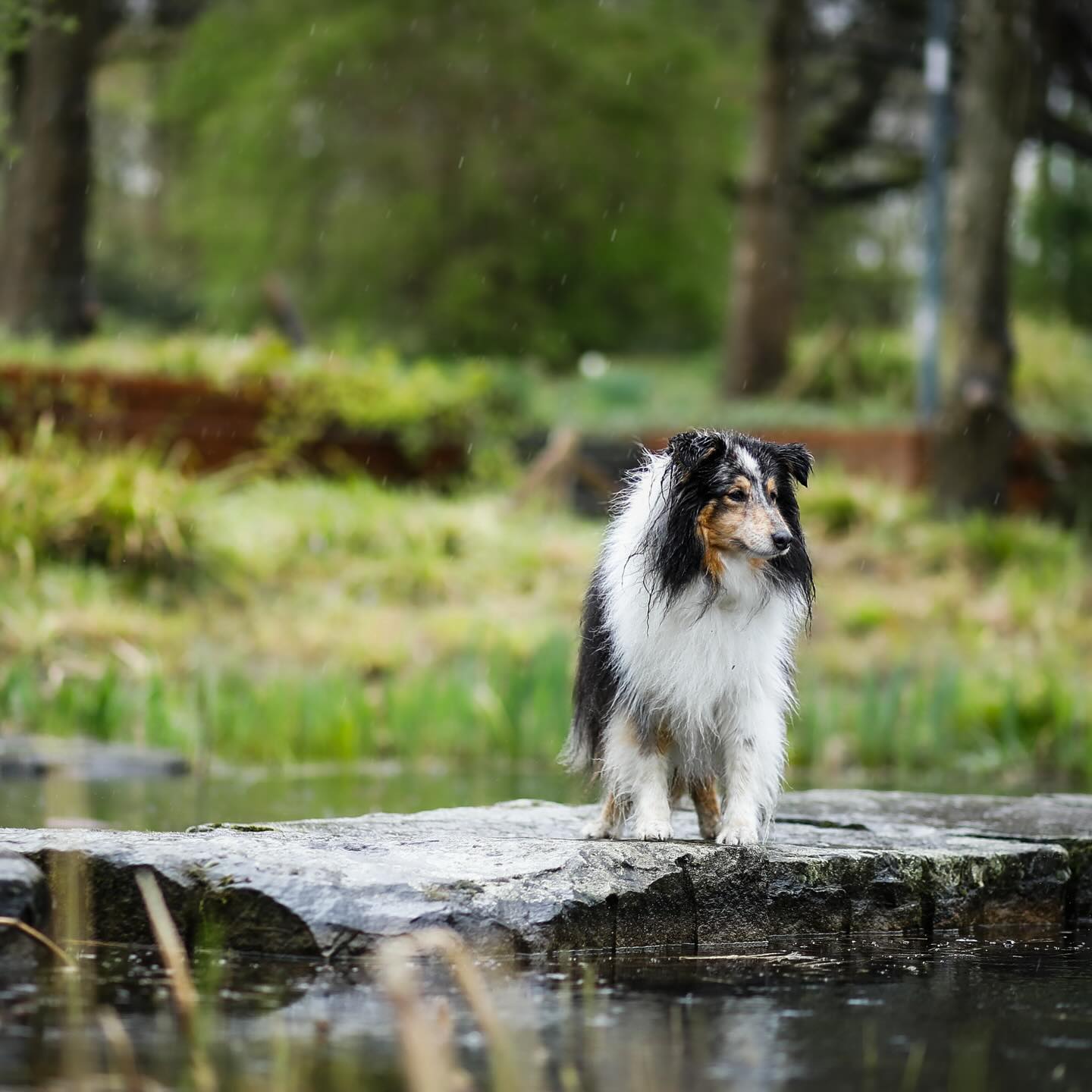 Mein Tipp zum üben der Fellpflege für euch und euren Hund:
das Fell dort schneiden, wo man es gar nicht sieht.
•
Dabei werden einfach Stellen, die schneller zu Knoten neigen, kürzer geschnitten oder ausgedünnt.
Es erleichtert enorm die Fellpflege und man sieht es ja eh nicht 😉
1. Unter den Achseln:
Das ist eine beliebte Stelle für Knoten, wenn der Hund viel Geschirr trägt, da dieses mehr Reibung im Fell erzeugt.
Diese Stelle sieht man auch nur, wenn der Hund auf dem Rücken liegt.
Also weg damit :D
2. Dichtes Fell unter den Ohren:
Jeder liebt es, diese flauschigen weichen Öhrchen zu kraulen!
Leider liebt der Filz das auch.
Deswegen kann das Fell unter den Ohren mit einer Effilierschere ausgedünnt werden.
Ist dein Hund mit besonders viel Fell an den Ohren gesegnet, kannst du auch die Innenseite vom Ohr ausrasieren.
3. Ansatz der Rute zum Po:
einen besonders freundlichen und aufgeregten Hund erkennt man an den Knoten an der Rute.
Hier kann man besonders den unteren Ansatz der Rute am Po kürzer schneiden.
So umgeht man nicht nur die Knotenbildung, sondern es erleichtert bei langem Fell auch die Hygiene.
•
Habt ihr noch ultimative Tipps? Dann teilt sie gerne mit uns!
Bis bald,
Eure Sarah☺️