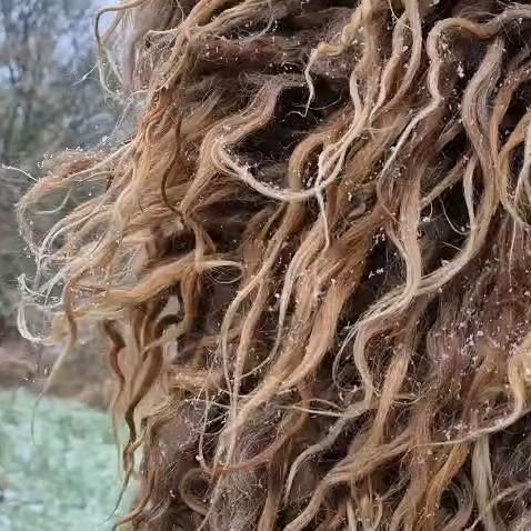 If you've ever wondered how weatherproof vararfeldir actually were, here's a video of one in the snow! We found that the melting snowflakes ran right off the outer tufts, leaving the inside dry and toasty warm. Truly a lesson learned from Icelandic sheep, who sport long outer locks and tight inner fleece for the same reason!
Taking the vararfeldir out in the snow made me think about how in the Nine Years' War, English generals requested that Queen Elizabeth give allowance for each soldier fighting to have an Irish mantle, made much like a vararfeldr, stating that "the mantle being never so wet, will with a little wringing and shaking be presently dry, for the want of which the soldiers... die in the Irish ague".
The Queen was at first unwilling to have English soldiers seen in great hairy mantles, for fear that they were closely associated with what she considered "primitive" Irish identity, but the generals argued in favour of the cloaks' versatility as apparel and bedding, and considered them crucial to surviving the cold Irish winters.
#weaver #handwoven #vikingweaving #vikingcloak #vararfeldr #vikingreenactment #vikingcraft #heritagecraft