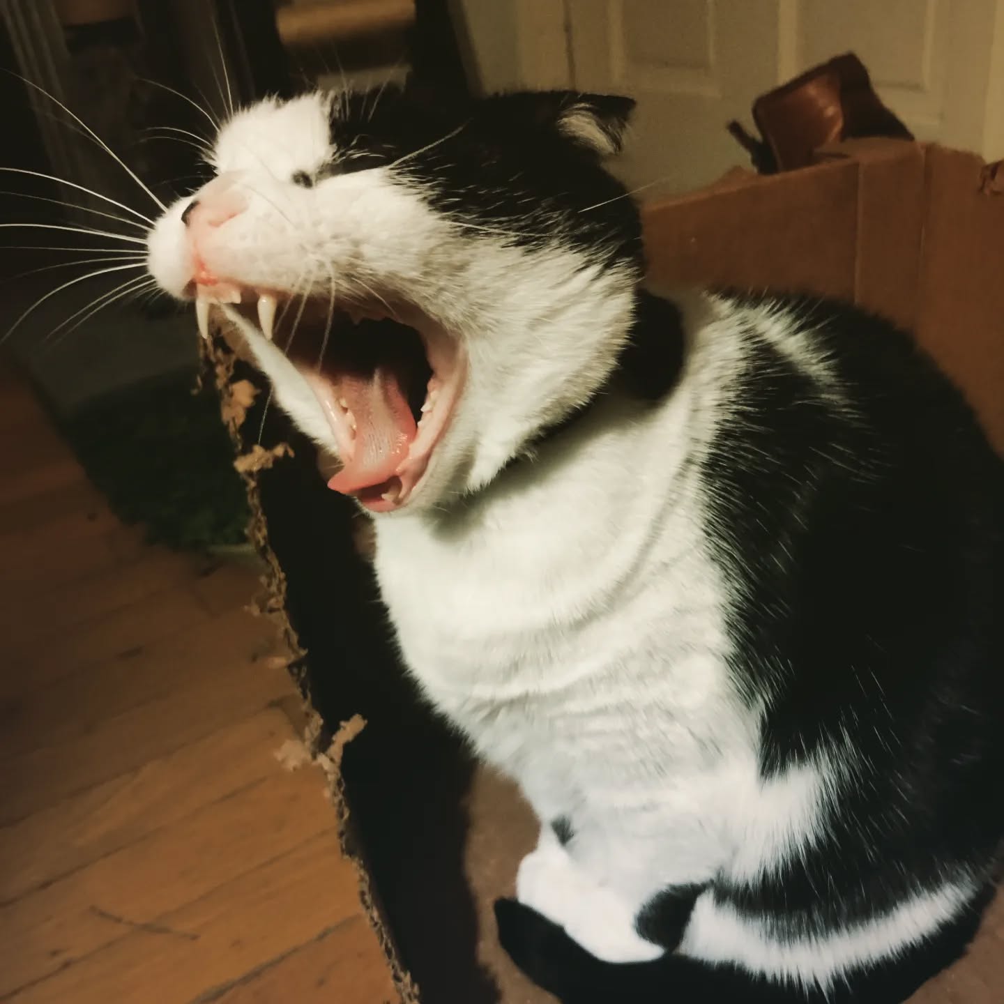Mighty Roar! (or, The Cat Who Yawned.)