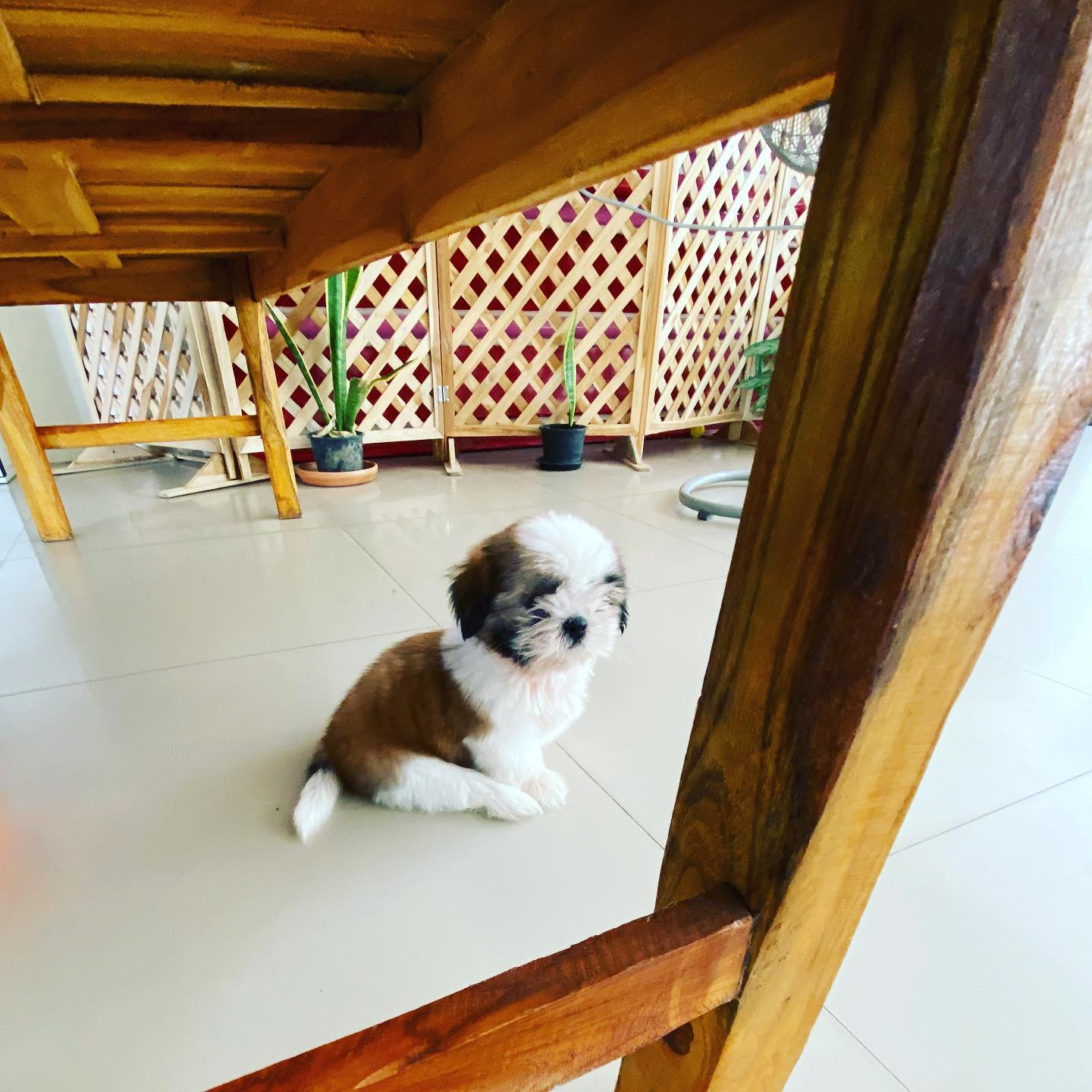 Every now and then I find a random photo on my phone taken by one of my aspiring little photographers that captures the softer side of life instead of someone’s blurred face or double chin. Thanks for this cute shot, Q!