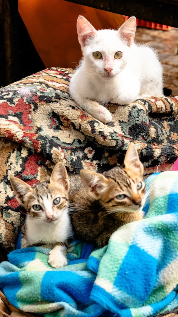 When I’m shooting street in Morocco, timing matters more to me than anything else. I’ll find the light first, then wait for the right person to walk through it. I’d rather miss a moment than force one.
Join me on tour in Morocco this April! And if you are in New York, we will be at the Travel + Adventure Show this weekend! Drop in and say hi!