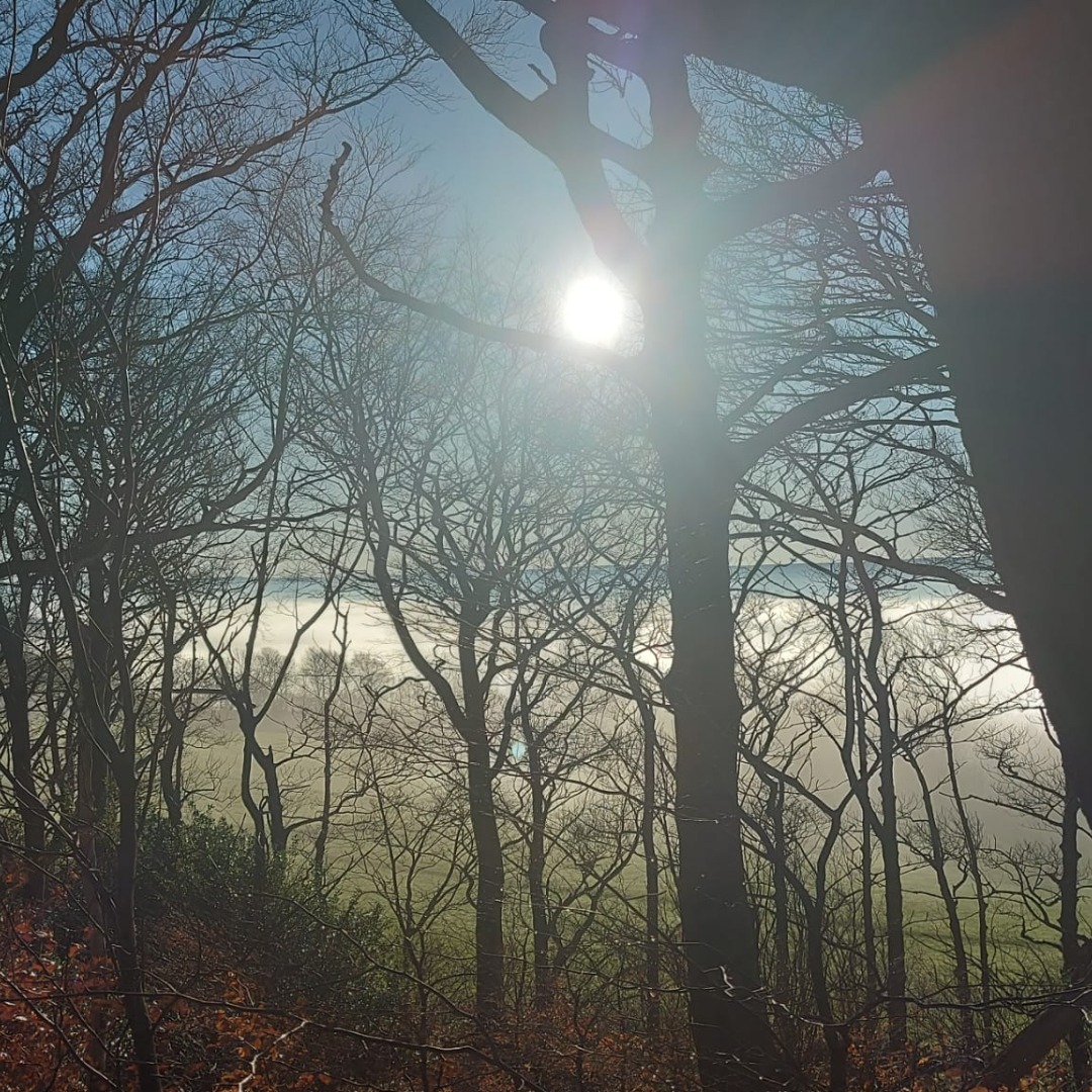 Lovely, atmospheric Boxing Day walk through the school woods.