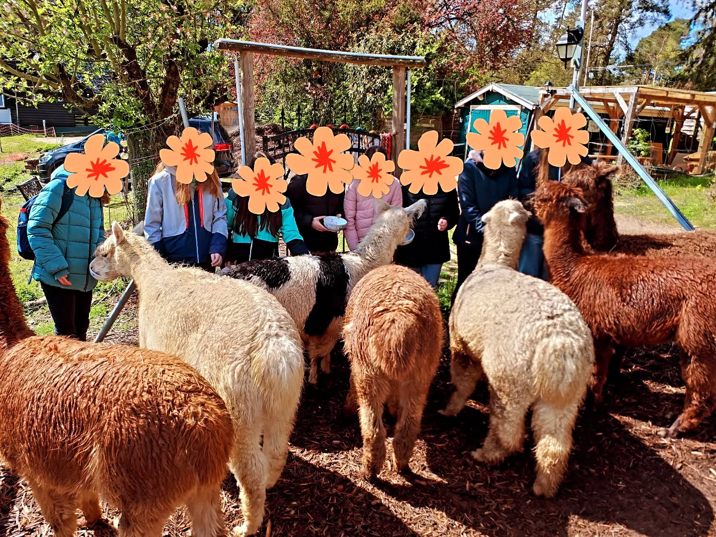 Soviel Auswahl! Wo soll man denn da anfangen🥗🥕?
#obstwiesenalpakas #pepperdasobstwiesenalpaka #alpakas #alpacas #alpakasofinstagram #alpacasofinstagram #badmünstereifel #euskirchen #holzem #höhengebietbadmünstereifel #sonne #lecker #waszumfuttern #mahlzeit