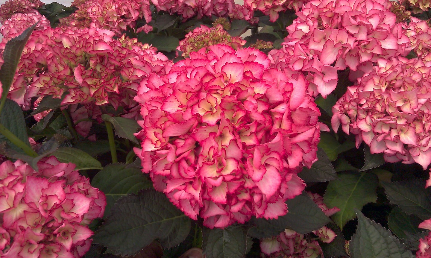 Midnight Salsa Hydrangeas, radiant blooms with contrasting dark foliage.