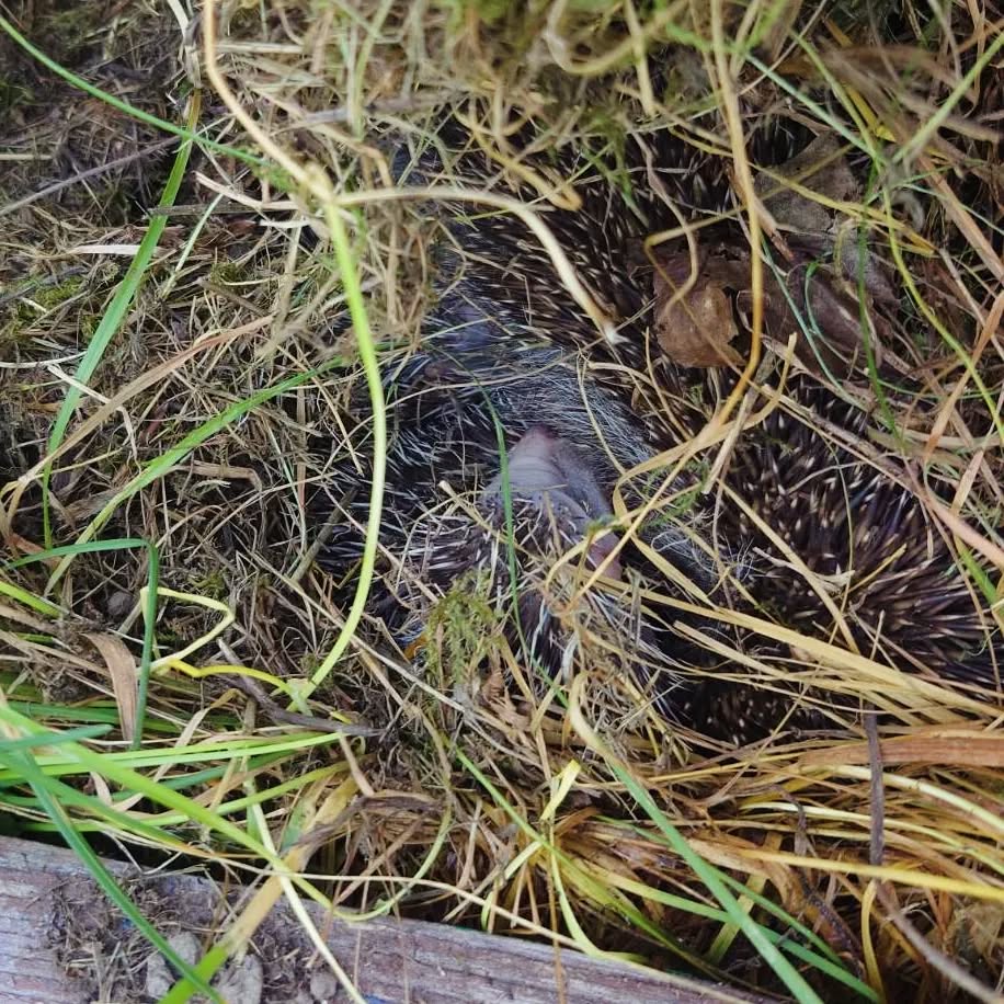 🦔 Nachwuchs bei den Igeln am ASP! 🦔