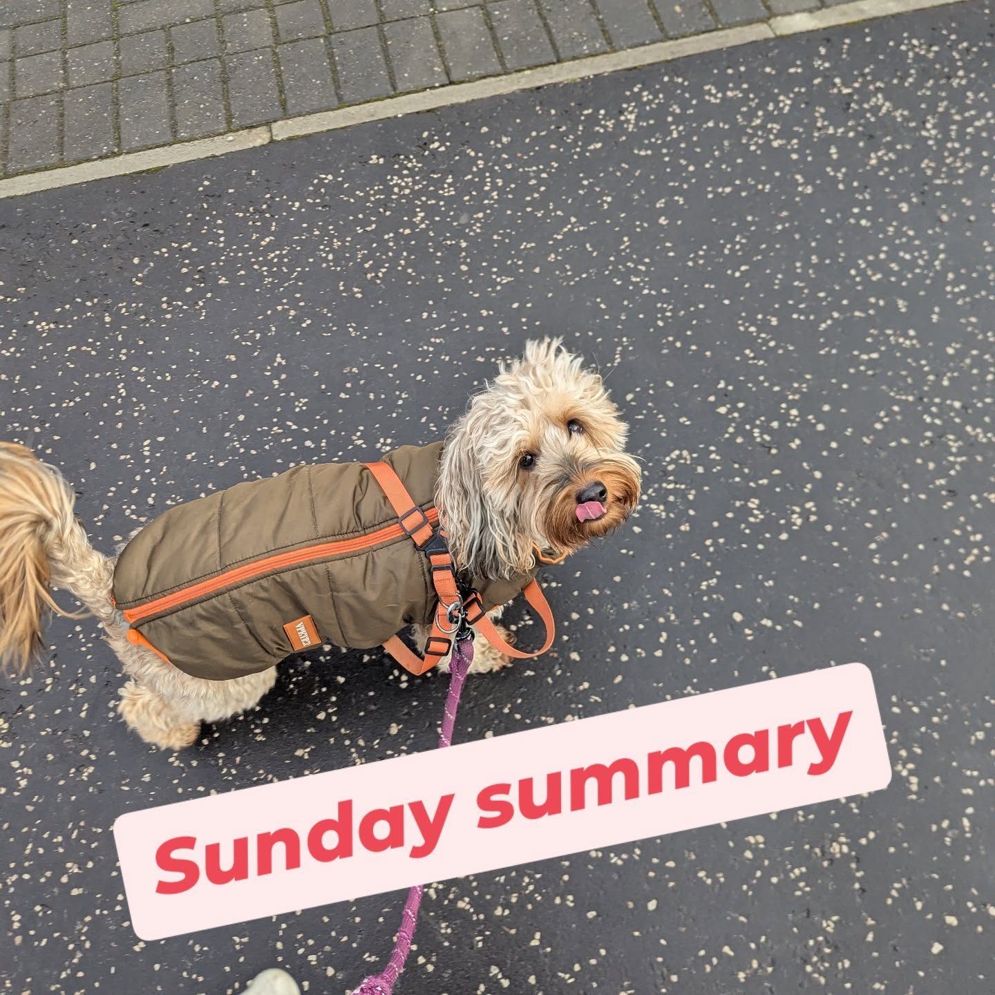 Christ, how's it Sunday again already?!
Fully getting into the WHW training with 48miles this week and eyes on the Devil. Highest weekly mileage and longest run (12miles) since the Fling back in September. Plenty of top up walks with Cassie pup 🐶!
Even managed 2 strength sessions... And I can still walk!!
Excited to be continuing my learning by being coached by the brilliant @wildheartrunners. Genuinely excited for the next few months and seeing what I can pick up from their insane experience back catalogue.
We got the @newton_road_runners couch to 5k up and running with a great buzz from everyone involved.
Phenomenal efforts by the coaching group. A couple of shout outs...
👌 Impressive weeks all round. Specific mentions for Simon and Charlotte for cracking long run efforts and impressive consistency from Stu, Neil and Kat
👌 A couple of guys reporting wee niggles but have been hugely impressed with their approach to recovery. No greeting just focused on the right stuff! Well done guys!
👌 Ruth smashed her 5k at Scone Palace.
Week done and we go again next week!!... And we find out who wins the Traitors! 🙌