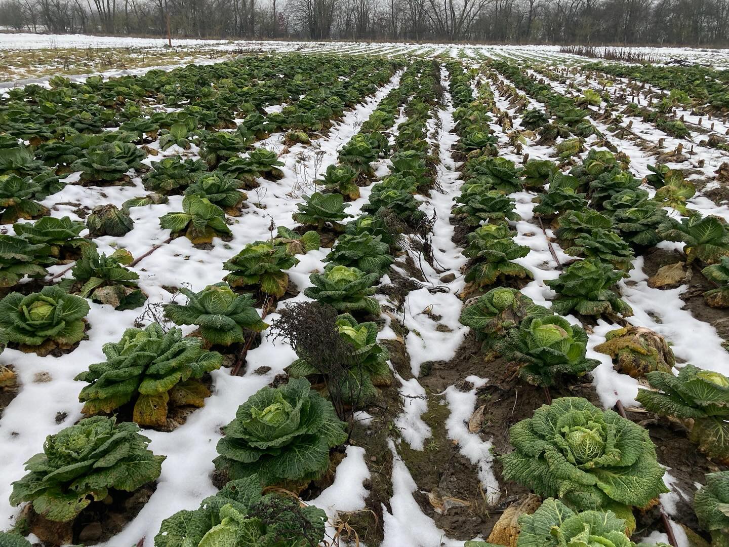 Unsere Wirsing-Köpfe zeigen stolz ihre Kälteresistenz. Sind sie nicht schön? #wirsing #missuniverse #solidarischelandwirtschaft #gemüsekiste #eatlocal #solawi #farmtotable #farmlife #frohlawi #biogemüsekiste #Reinickendorf #hohenneuendorf #stolpe #hermsdorf #frohnau #frischvomfeld #FrischeErnte #wintergemüse #nurdieharten