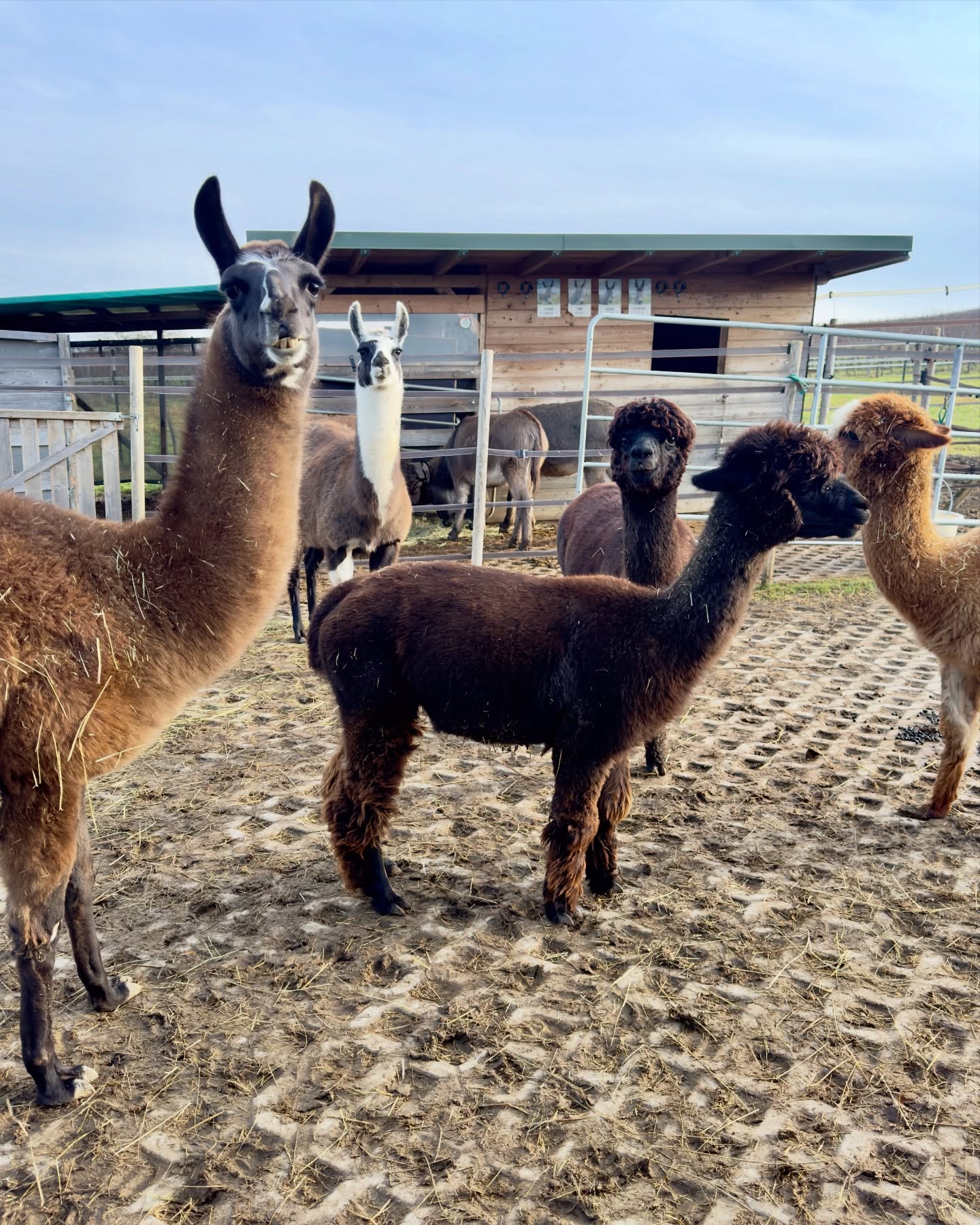 🫶
Wir wünschen euch mit 📸 Grüßen von gestern noch ein schönes Wochenende!
🌺🫏🦙🦙🫏🦙🦙🫏🦙🦙🫏🦙🦙🌺
Gestern kam hier zwischendurch mal schön die Sonne raus ☀️…..heute ist sie wieder etwas zurückhaltender!
🫵🏼 Wer von euch ist auch ready for Frühling 🌷?
Habt nen schönen Sonntag 🤗
🫶lichst, die Jungs 🫏🦙
…..🐔 and girls 😁
#selztallamas #stadeckenelsheim #rheinlandpfalz #rheinhessen
#rheinhessenliebe #mainz #firmenevent
#niederolm #wandern
#wandernmachtglücklich #lamas #wandernmitlamas #alpakas #wandernmitalpakas #esel #wandernmiteseln #outdoor
#draussenzuhause #begegnungshof
#begegnungshofselztallamas
#menschundtier #tieremachenglücklich #achtsamkeit #glücklich #ausflug #teamevent #afterwork #gutscheine