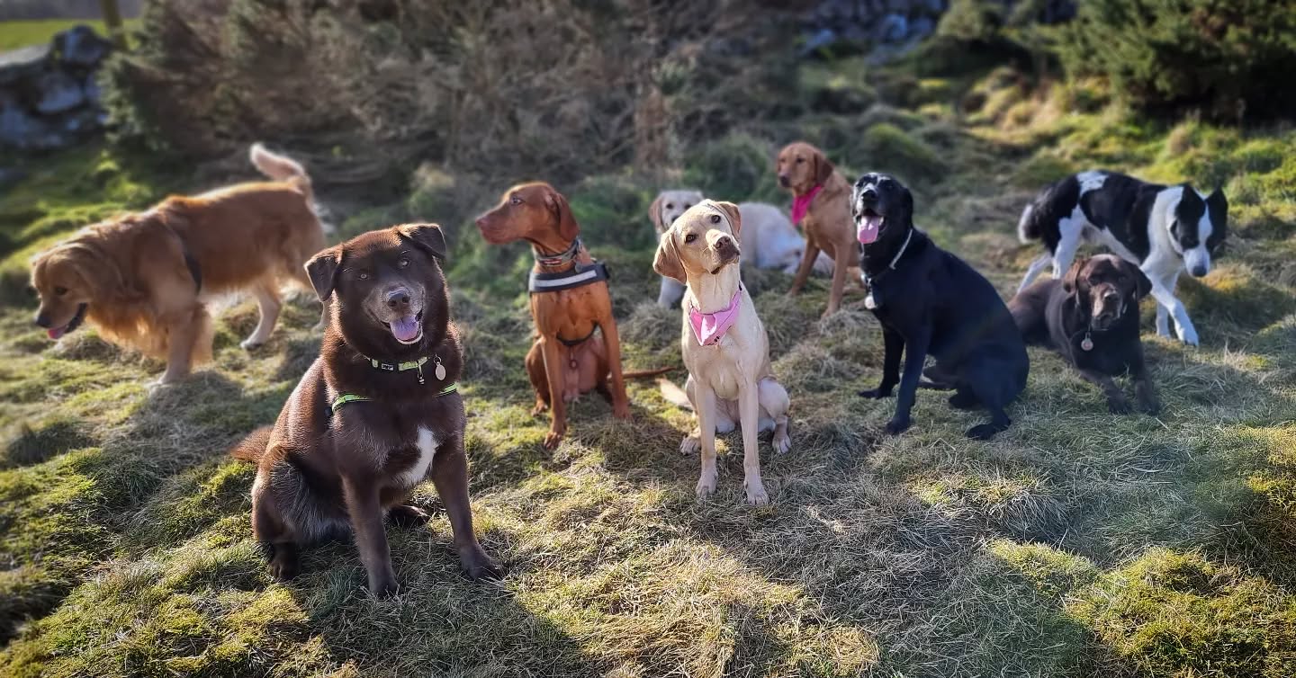 Group photo
#dogsofinstagram #instadogs #group #photo #dogsofinsta #dogphotography #scotland #dogsofinstaworld #dogstagram #dogs_of_instagram #dogsofig #instagramdogs #dogs #pawsome #friends #dogsandpals #happy #adventurewithdogs #pals #dogwalking #doglovers #lovedogs #doggy #happydog #goodboy #goodgirl #instadog #dog #Instagramdog #dogsdaily