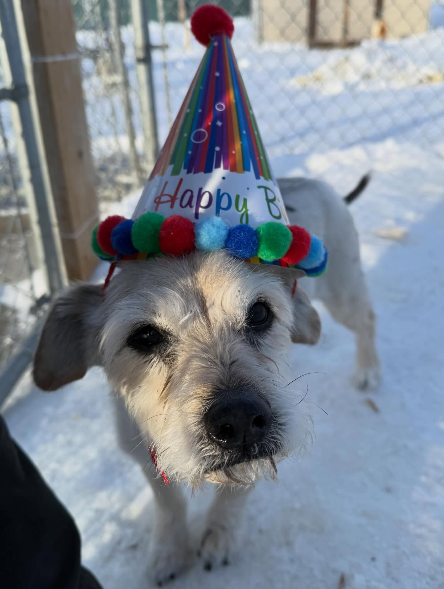 Happy 14th Birthday to Henry!! 🎉