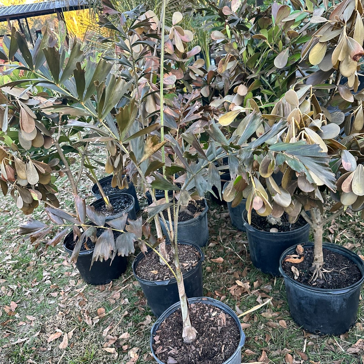 The wind. The cold. It keeps coming. I’ve taken on quite a bit of damage, but I'm staying hopeful. Protection methods helped where I had them — though propane costs are definitely becoming concerning.
One day at a time.