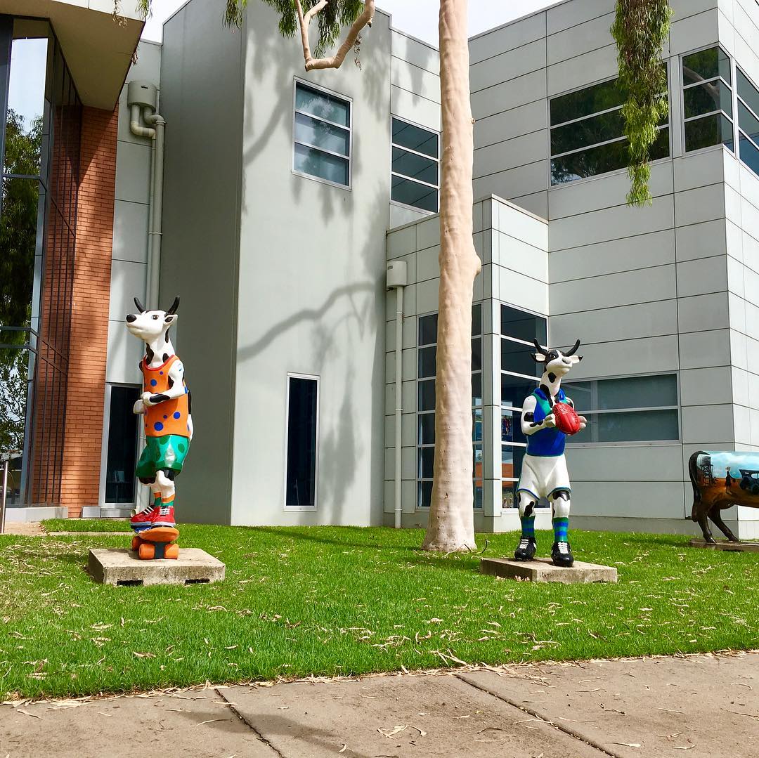 Some sights you see in the country. Superstar cows.
#golf #golftour #pga #puregolftours