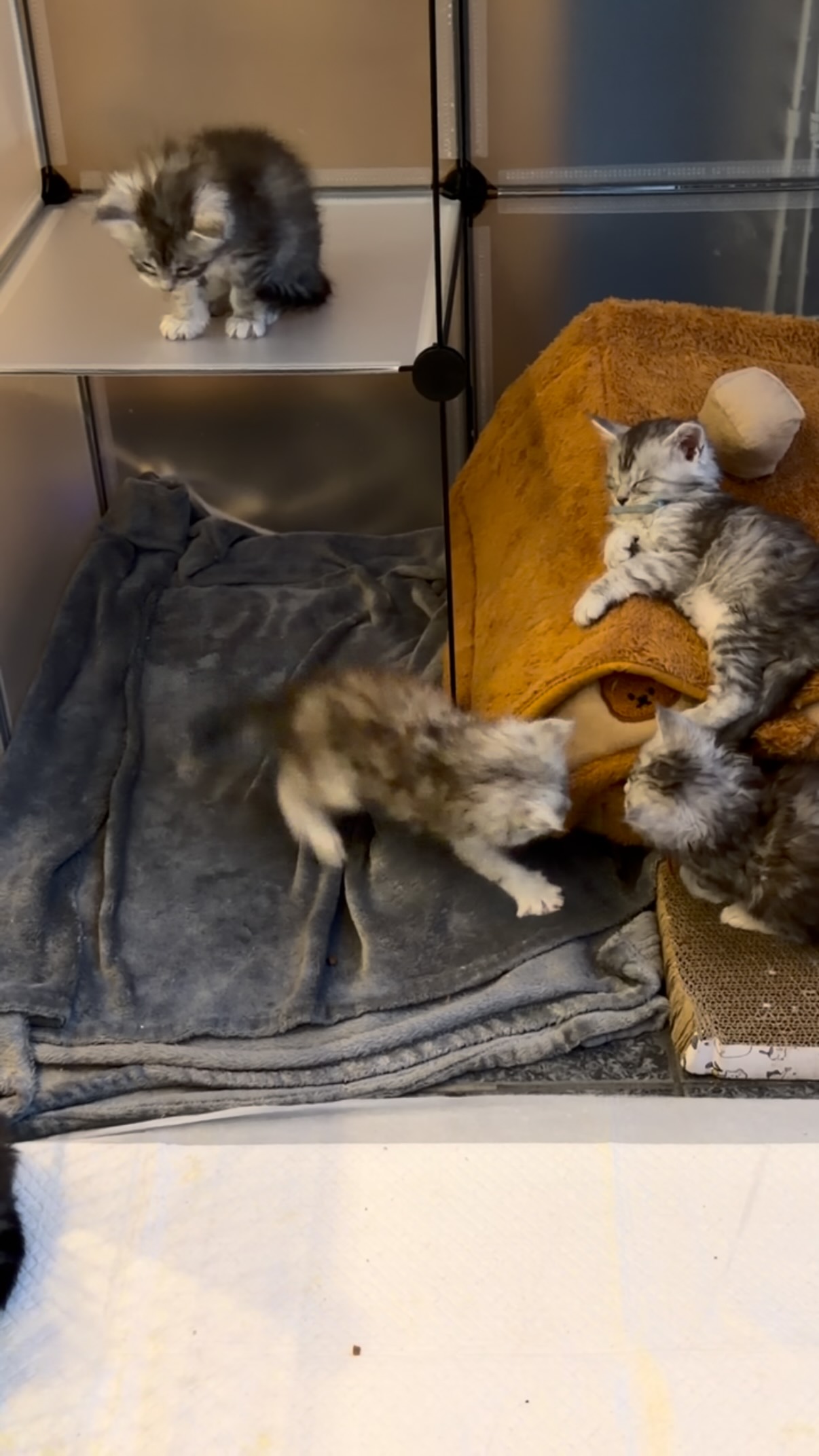 Playtime 😻#mainecoon #mainecoonkittens #mainecooncat #mainecoonlove #fluffycat
