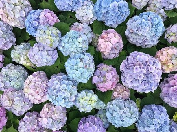 Dreamy bed of beautiful hydrangeas...