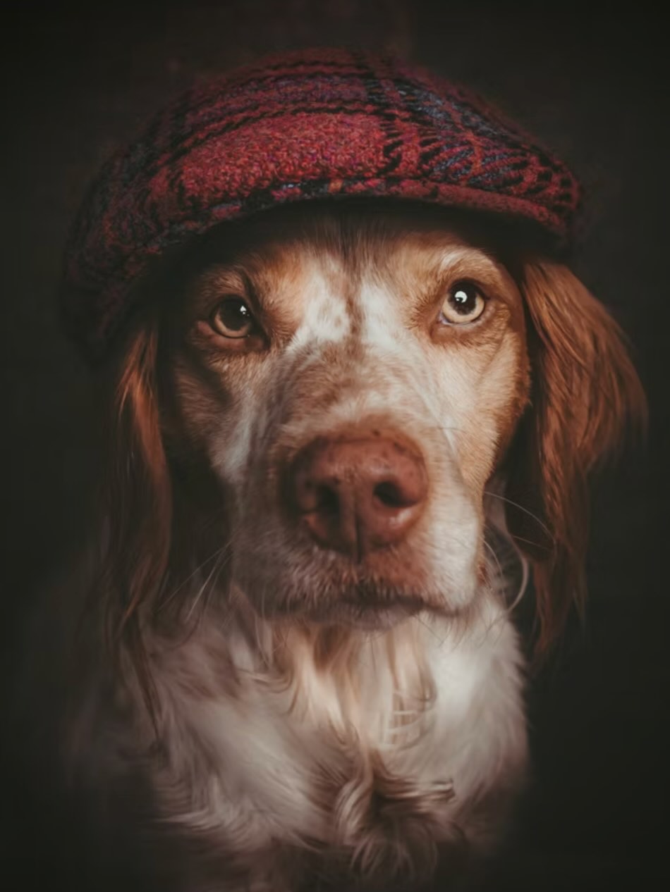 Rover @fiefsmit ♥️
.
.
.
.
.
.
.
.
#dogsofinstagram #instadog #dogstagram #dogs_of_world #helenaandsisters
#dogportrait #dogphotography #petphotography
#bestwoof #weeklyfluff #doglife #doglover