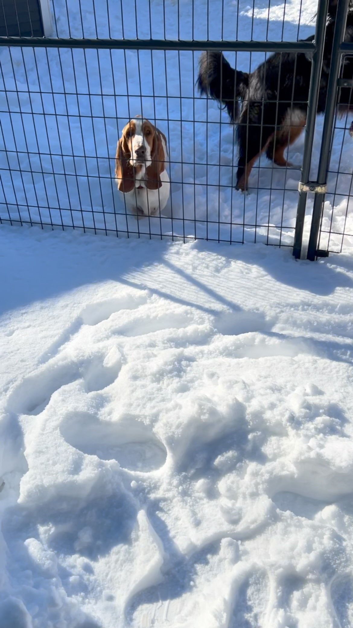 Bandit be like ….nope thanks 😂🐶