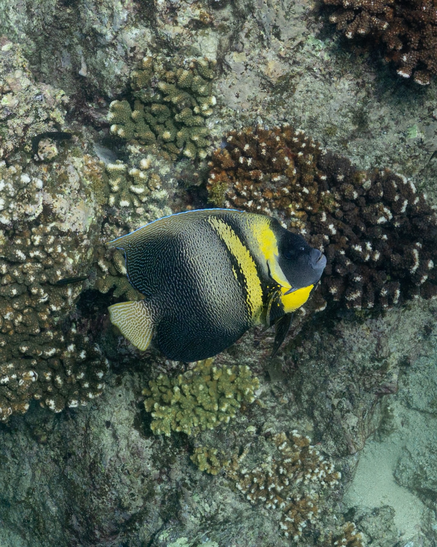 El Ángel de Cortés es uno de esos peces que te roban la atención sin pedirla. 🐠
¿Sabías que los juveniles no se parecen en nada a los adultos? En cuanto apariencia cambia y suele nadar en pareja cuando es adulto, mientras que de joven prefiere su espacio y su territorio.
En nuestros tours de snorkel + avistamiento de ballenas, bajamos la mirada para descubrir la vida. ¿Te gustaría apreciar el mar desde lo más pequeño hasta lo más grande? 🤿➕🐋
— ENG —
The Angelfish is one of those fish that steals your attention without even trying. 🐠
Did you know that juveniles look nothing like adults? Their appearance changes, and they tend to swim in pairs as adults, while as juveniles they prefer their own space and territory.
On our snorkeling and whale watching tours, we lower our gaze to discover life. Would you like to appreciate the sea from the smallest to the largest creatures? 🤿➕🐋
-
-
-
-
-
apnea, freediving women, apneistas, freediving life, ocean adventures, mujeres del mar, apnea mexico, freediving retreat, certificacion apnea, baja california sur, ocean lover, aprende apnea, freedivers, mujeres que inspiran, retiros para mujeres, viajes con proposito, apnea community, yoga y apnea, ocean experience, cabo retirement