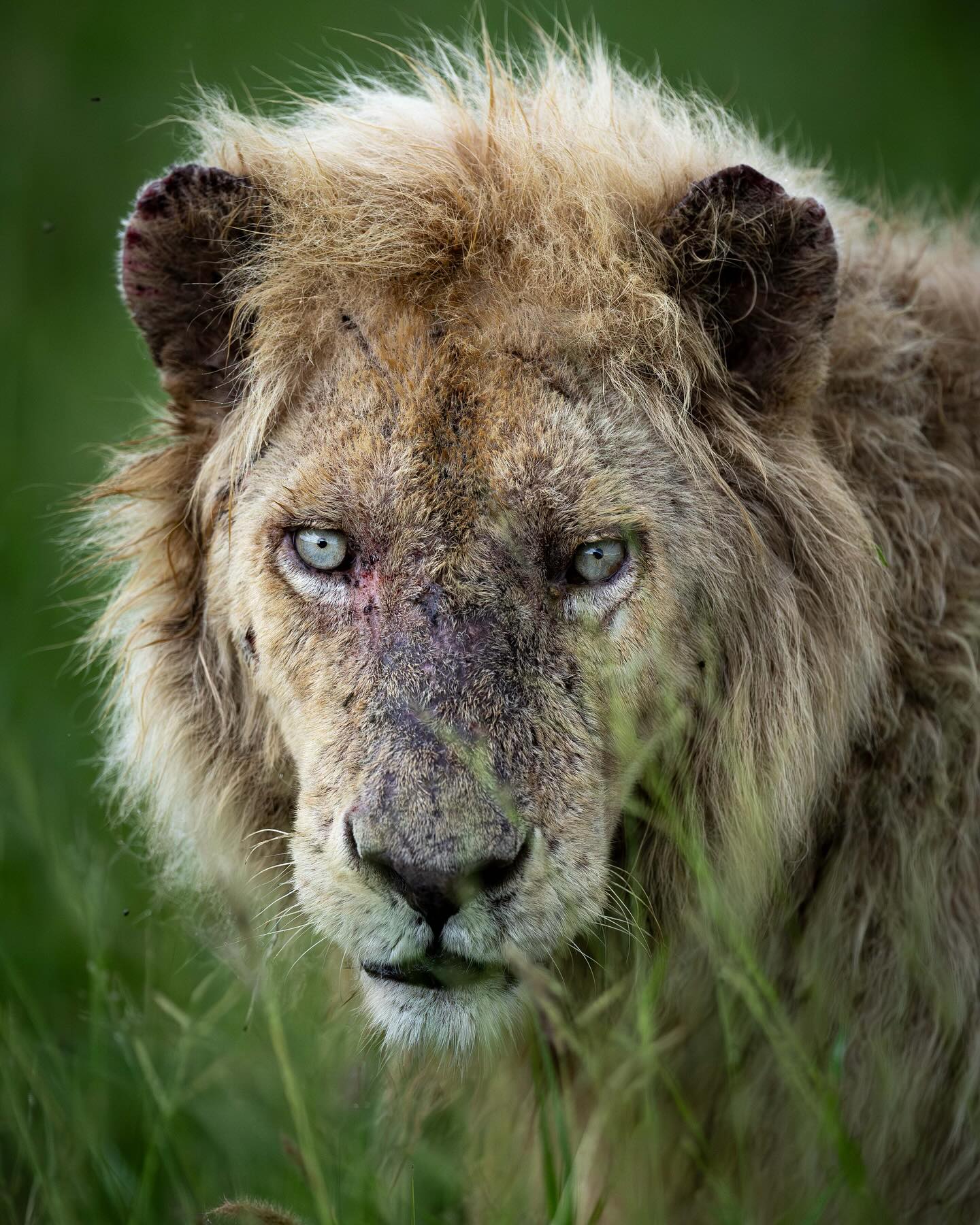 Leucism is a rare trait found only in lions inhabiting the central parts of Kruger National Park and the Associated Private Nature Reserves, most notably Timbavati, in South Africa. Leucism is not the same as albanism in that individuals retain some level of skin pigment and have beautiful blue-green eyes.
The famous male lion Casper has been enthralling tourists for many years around the Satara area. Casper is nearing the end of his glorious reign; his three coalition partners from birth (brothers and cousins) have already all but passed on, but Casper lingers on🙏🏼. There’s some power in his genes!
To the west, Basani, is a beautiful, lean lioness from the Birmingham Pride often seen around Orpen gate.
These are the white lions that matter….they are wild, born to parents each carrying the recessive gene. They are rare and rather precious. Unfortunately that ‘value’ created to clamour to breed and trade in white lions to the point that misguided conservationists argue for their special protection and breeding as if they are a unique species. They are not!
It gives me great personal joy to now live near these wild white lions in Kruger, and to remain equally enthralled and conservation focused on their 2000 odd tawny cousins. Krugers lion population is an incredibly valued global treasure more at peril than ever, requiring urgent attention from the conservation authorities involved♥️🦁
