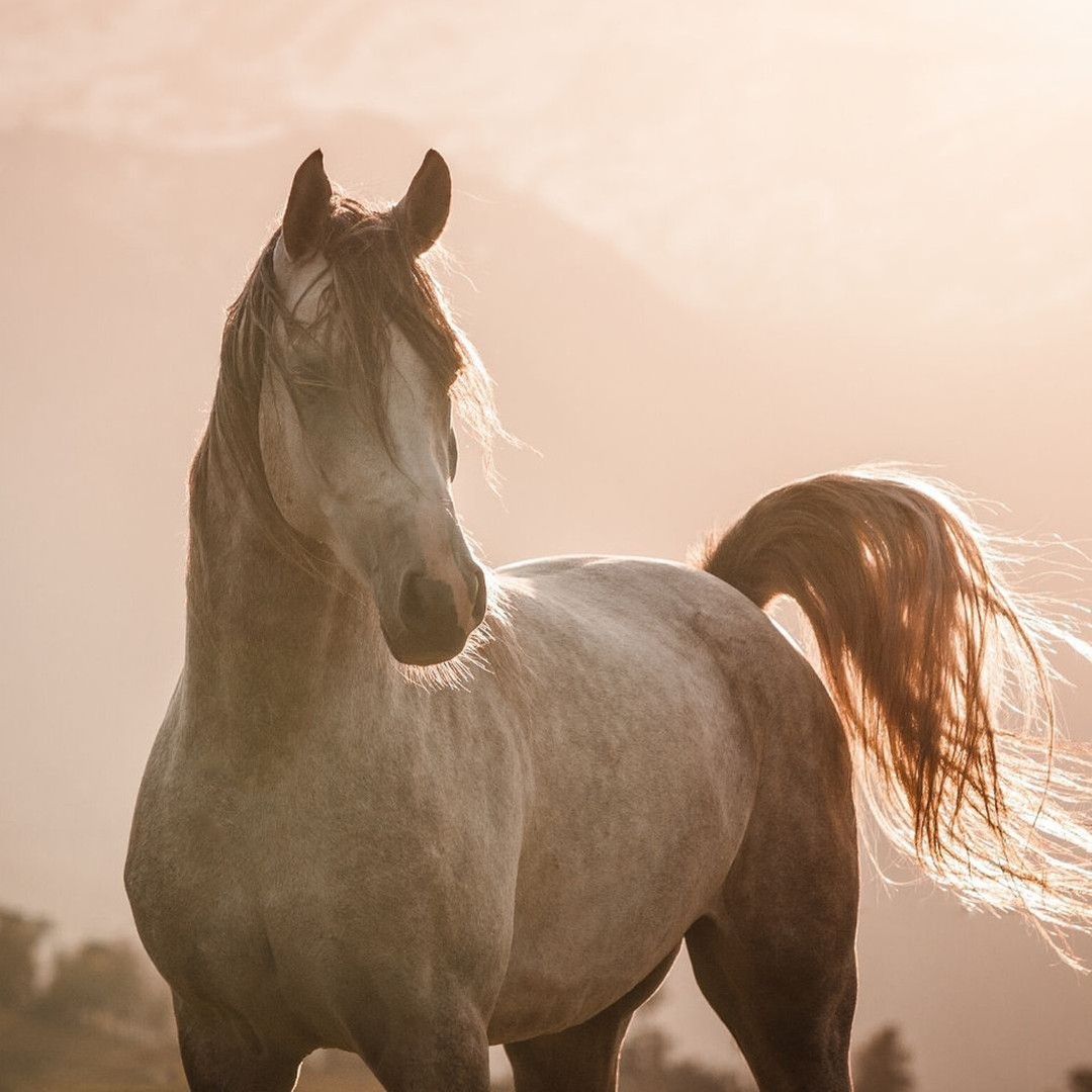 "I can make a General in five minutes, but a good horse is hard to replace”
- Abraham Lincoln
💡The horse has always inspired mankind, resulting in some beautiful horse quotes and sayings that have been edged in time.
🤲🏼 The free spirit, the strength, the unending pool of energy, and the wonderful nature of the horse touches the thoughts and lives of everyone who comes in contact with them.
👉🏼 Don't you agree?
#Truth #FamousQoutes #motivationalquote #Saddletrader #saddletraderuk #Saddle #Saddleforsale #stocksadle #horses #horseriding #horseridinguk #horsesofinstagram #cowboy #horsefashion #ridinggear #horselover #cheval #equineblog #horsebusiness #equinestrianbusiness #equinebusiness #SmallbizUK #smallbusinessuk #UKsaddlery