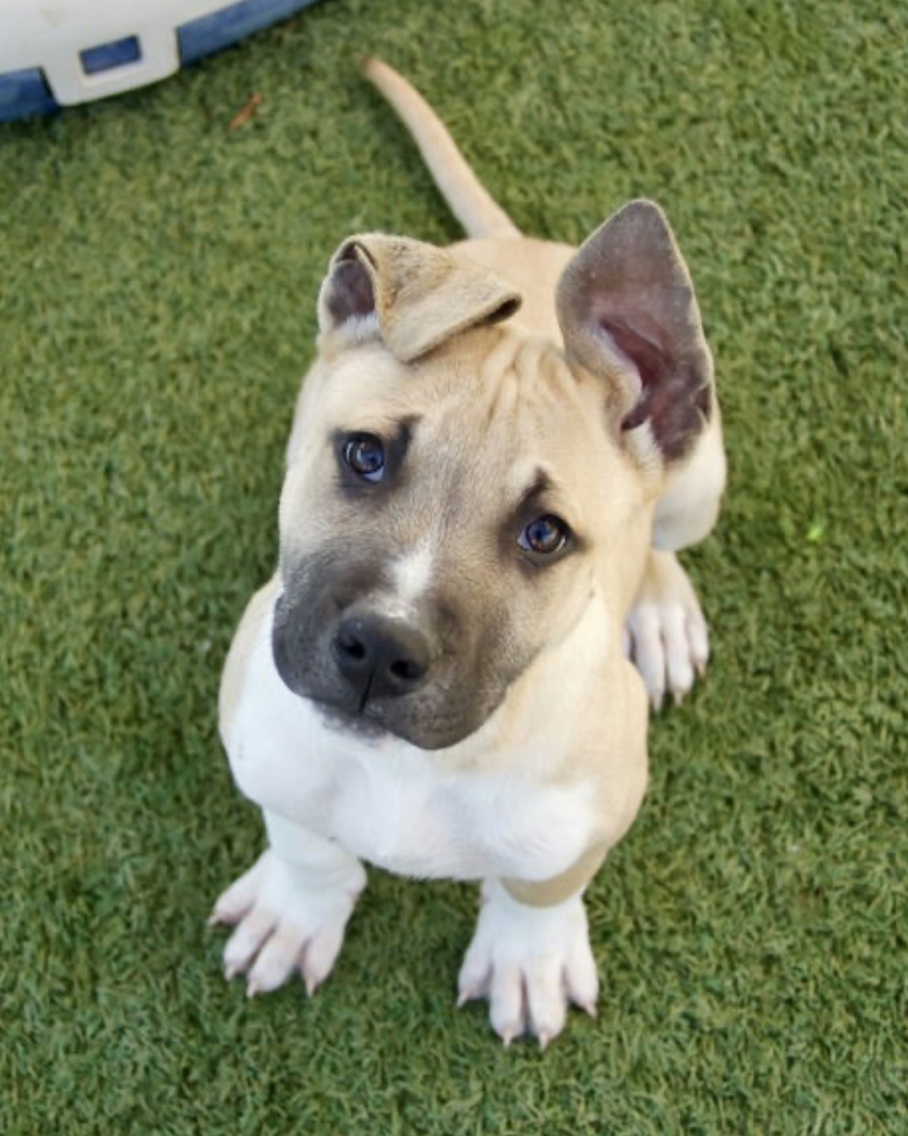 Today we are highlighting @sammiesfriends and the incredible work they do for animals in need. 🐾
Swipe through to meet some of the beautiful animals available for adoption.
📸 @sammiesfriends
#princeandpals #adoptdontshop #animalrescue #dogrescue