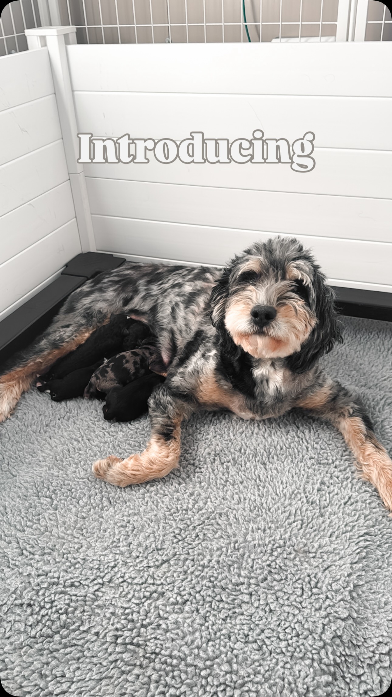 Your first look at our first litter of 2026 โค๏ธ