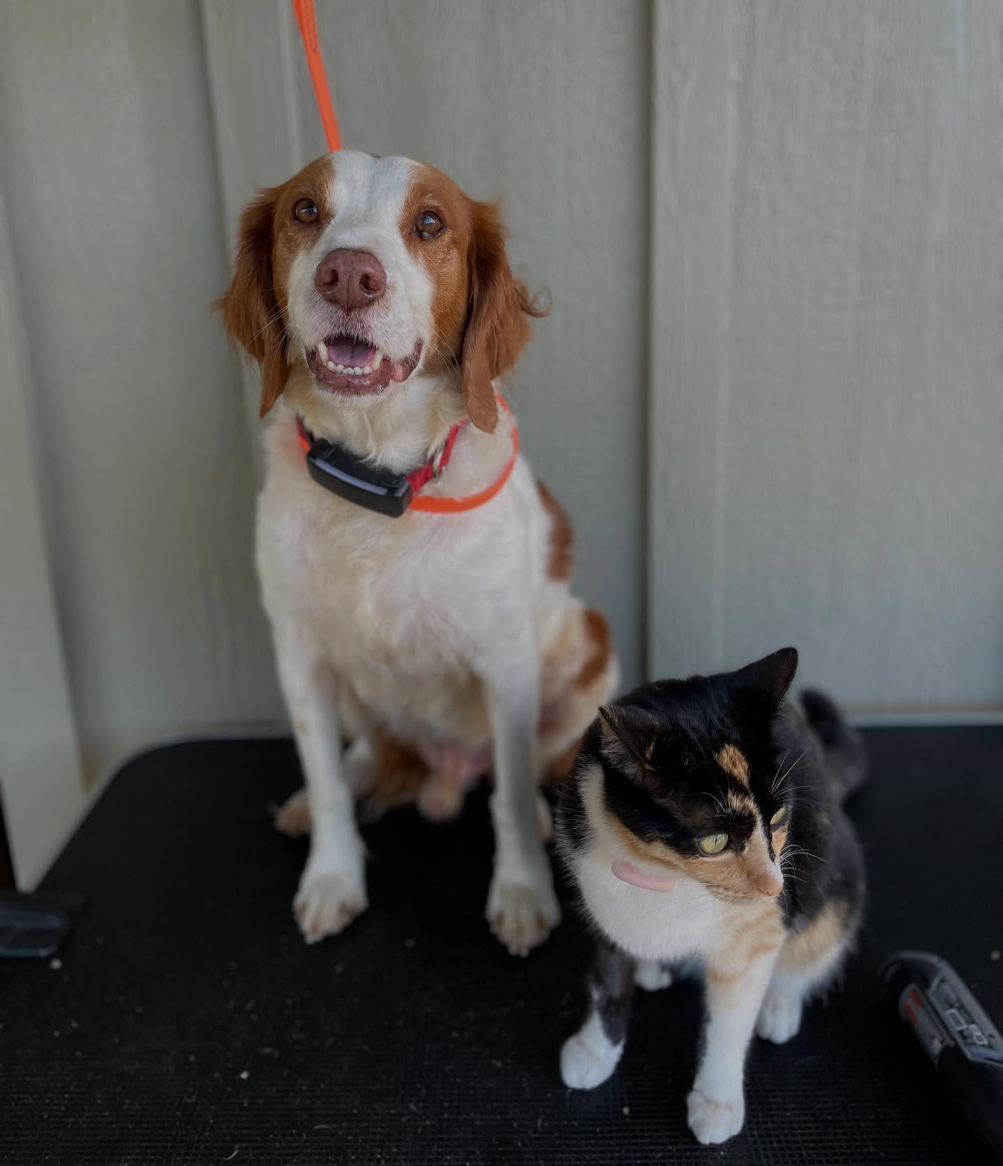 When your dog walks around, are you hearing little high heels? 👠 if so, it’s time for a nail trim! Our Pawdicure service includes nail clipping, buffing/shaping, foaming cleansing paw wash, and paw balm+protectant for soft, clean paws and a bit of pep in your pets step! ✨
🐕 nails trimmed regularly keeps your pets gait and posture stable, allowing them to grow healthy and walk comfortably- so nail trims aren’t just for aesthetic. Though we do offer nail polish add ons in case you’re feeling fierce! 🤪 💅
Our positive reinforcement and gentle handling works so well, even the cat wants in! 🐈 🐱 💜
#lbc #maui #doggrooming #dogmom #brittanyspaniel