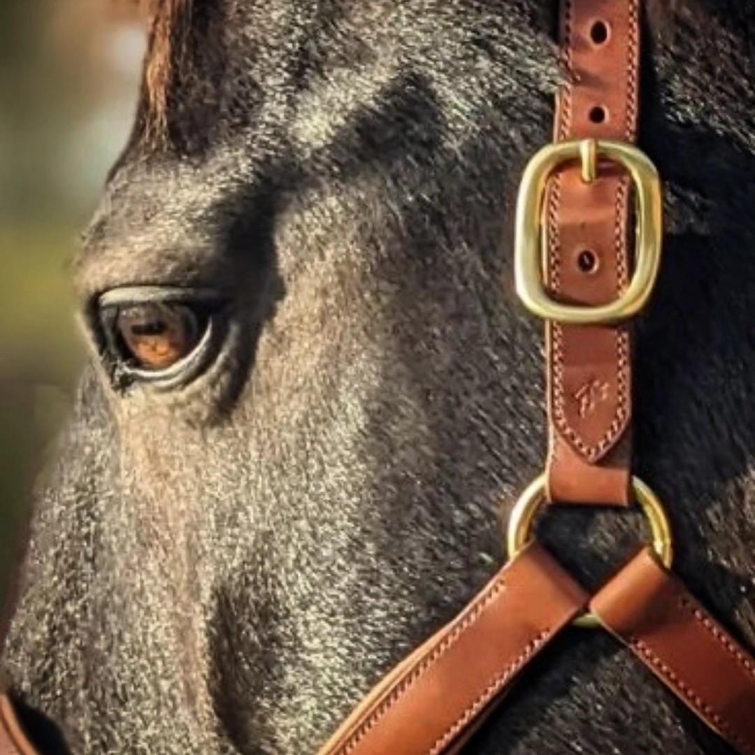 🎉 2 ans déjà ! 🎉
Merci à vous tous de faire vivre L’Atelier du Haras depuis maintenant deux ans ❤️
Deux années de passion, de créations sur-mesure, de belles rencontres et d’amour du cuir et du cheval 🐎
Ce regard, ce cuir, ce détail… tout ce que j’aime vous partager depuis le début.
Merci infiniment, et en route pour la suite ✨
#latelierduharas #AnniversaireAtelier #SellierFrançais #LicolSurMesure #ArtisanatFrançais #ÉquipementÉquestre #SavoirFaireFrançais #TravailDuCuir #CuirDeQualité #PassionÉquestre #ÉquitationFrançaise #ChevalEtCuir #FaitMainAvecPassion #2AnsDéjà