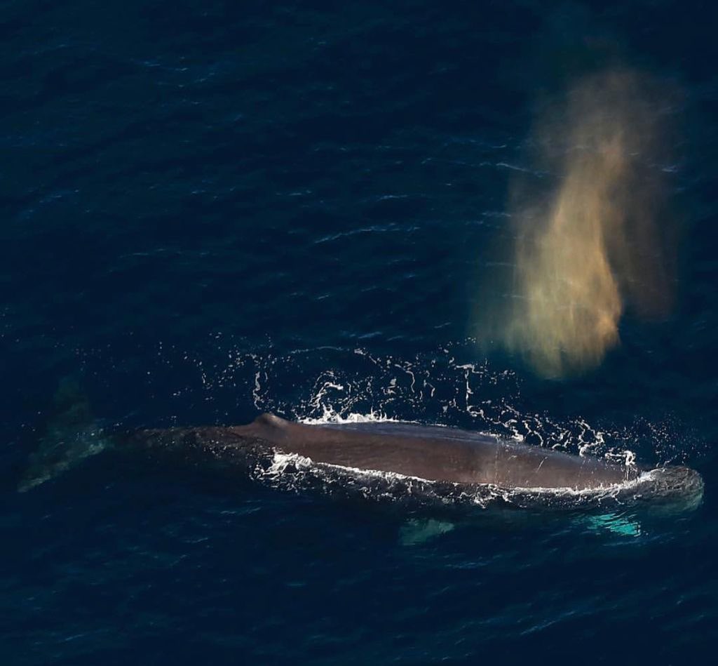 The Sperm Whale is a local resident of Kaikoura and the best views are from the air! Come with us on a whale flight and see the full length of the whale 🐋
#kaikoura #kaikouranz #dosomethingnewnz #whalewatching #airkaikoura #newzealand #purenz #nzmustdo #scenicflights #travelphotography #newzealandguide #landscape #coast #southisland #instatravel #purenewzealand #whales #dolphins