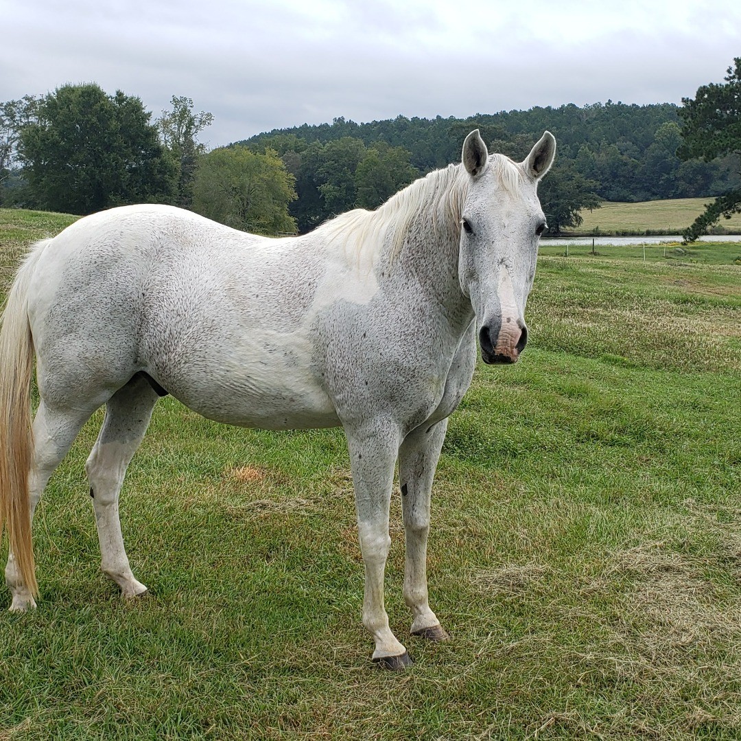 Is your horse missing your rides? The sun has come out for the next few days. Why not come for a day ride at Shel-Clair? $10 per person per day. Coggins required. #dayride #horsetrails #alabamaequine