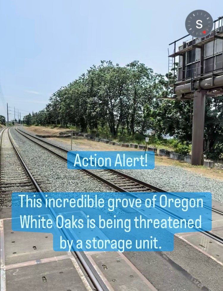 Action Alert! Email sfrantz@tacoma.gov to save a grove of Oregon White Oaks in the Fleet Creek Watershed! #trees #reforesttacoma #tacoma #garyoak #savethetrees