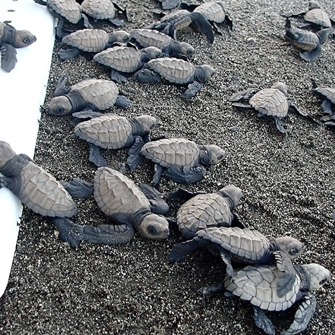Turtle Tuesday: Baby sea turtles are prey to many predators in nature like birds, crabs, and humans among others so you might ask why, when we release them, don't we simply carry them to the water for their safety from land predators.
Sea turtles brains contain magnetite which they use to navigate the planets magnetic fields. Once a female reaches maturity around 20 years of age, she will navigate the worlds oceans back to where she hatched to lay her eggs. To activate that magnetite in her brain to that location, she needs a short distance waddling the beach to the water to set her ideolocator for her future nesting.
This also gives her time to fire the synapses in her brain for using her flippers so she can swim as soon as she gets to the water. It's quite a fun experience to witness the race of the turtles to the water. They are faster than you might think!
Partnering with our local Sea Turtle Conservation Foundation that we support, our guests can participate in a baby sea turtle release as well as learn all about the turtles and the work of the foundation.
https://www.morrillobeachresort.com/seaturtleconservationfundat (link in bio)
#Morrillo #AdventureTraveler #AdventurePanama #PanamaCulture #PanamaLife #PanamaWildlife #World_Animal_Protection
#PanamaWildlife #SeaTurtleConservation #SeaTurtleLove @fundacionaguaytierra
#SeaTurtleRescue #SeaTurtleNest #SeaTurtleLovers
#SeaTurtleHatchlings #HawksBill #TravelBetter
#SustainableTravels #EcoTourGuide #SurfingLife
#AdventureTravelers #AdventureTraveller #AdventureTraveling
#AdventureTravelFamily #AdventureTravelFamily #FamilyTravelAdventures #FamilyTravelAdventure #AdventurePanama