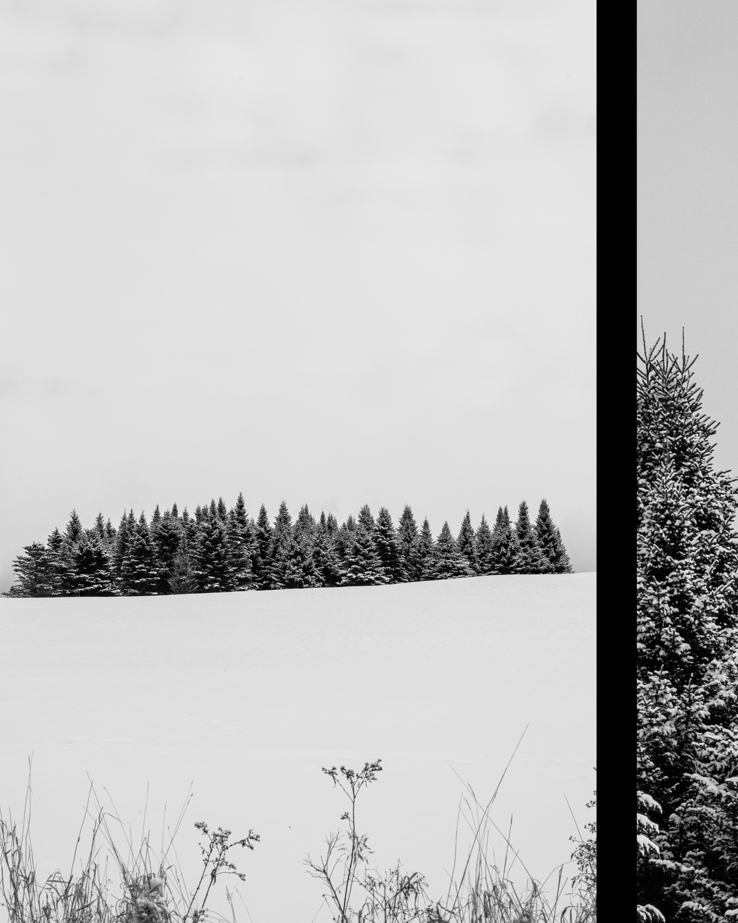 Same trees as yesterday but this time I broke out the #CanonR5 for the first time. Really excited to use this thing in warmer weather! 🥶📸
#canonphotography #mainephotographer #maineisgorgeous #wintervibes #tamron70200