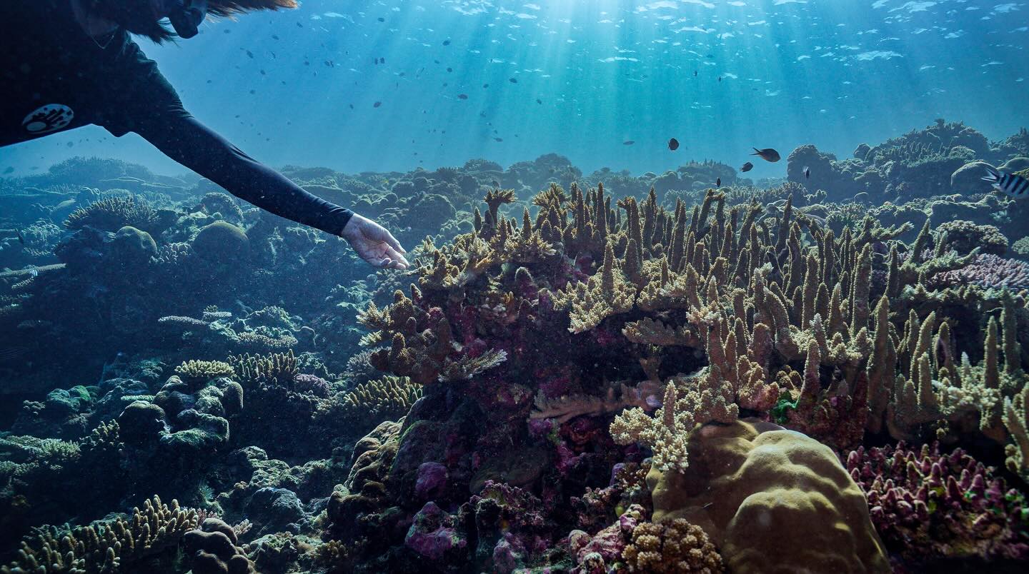 Hypnotic coral formations off Fiji’s Qalito Island 🌀