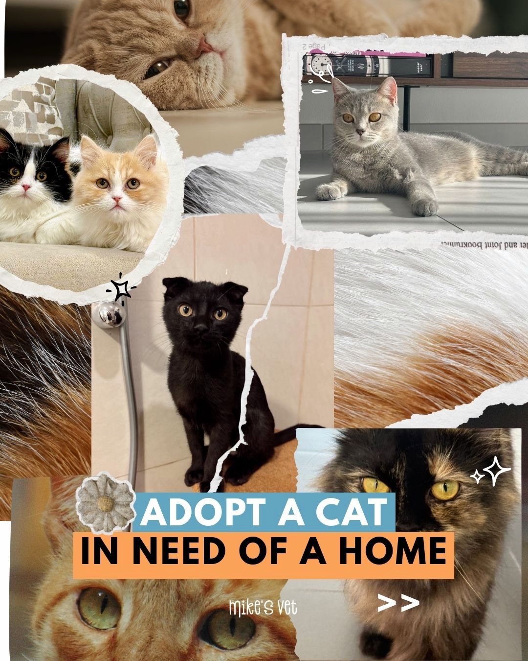 ADOPTION ALERT 🩵 These babies are looking for their forever families 🏡
💌 If you’re interested, please DM us
📞 or reach out at +971 56 942 0303
@mikesvetdxb
#adoptdontshop #catadoption #catlove #dubaicats