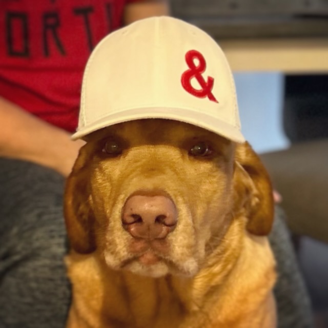 Dogs. They are part of the family. 🐾
While they may be just a part of your life... you are everything in theirs.
Not everyone gets to experience the special bond between dog and owner... and I get it, not every family has a lifestyle compatible with a dog!
If you do have that “extra” family member, don’t forget to show them some love. Like everything in life, you never know how long you have them for. But you do know you can always count on them to be excited to see you! ❤️
•
#dogsofinstagram #simcoecounty #petlovers