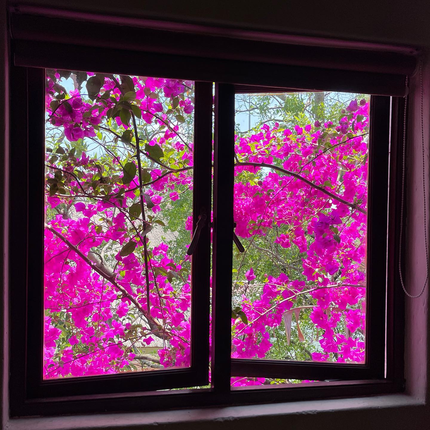 A room with a view
#bougainvillea #widow #pinkflowers #rivergladesestate