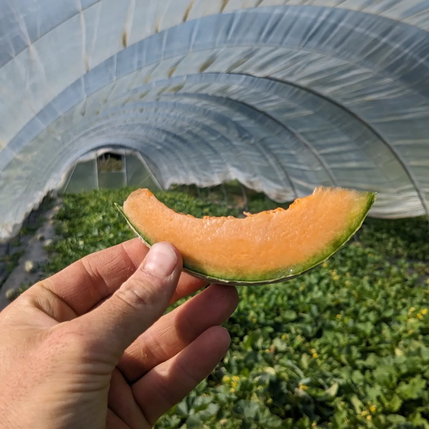 🍈 charentais meloen van Herzeelse terroir 🍈
Waar in mei nog aardbeien stonden te schitteren, rijpen nu ons eigen meloenen af. ☀️ Het is een aromatisch meloenenbos, met charentais meloenen, honingmeloenen en verschillende soorten watermeloenen ☀️
Heeeeeerlijk zomeren ☀️
Vanaf vandaag in de veldwinkel: de eerste charentais meloenen 🍈
Echt lekker! 🚀
Zelfpluk: bramen, herfstframbozen, tomaten, bloemen
Veldwinkel:⚡⚡⚡ f r u i t i j s j e s ⚡⚡⚡
Welkom vandaag!
Info en prijzen op www.dedaalkouter.be