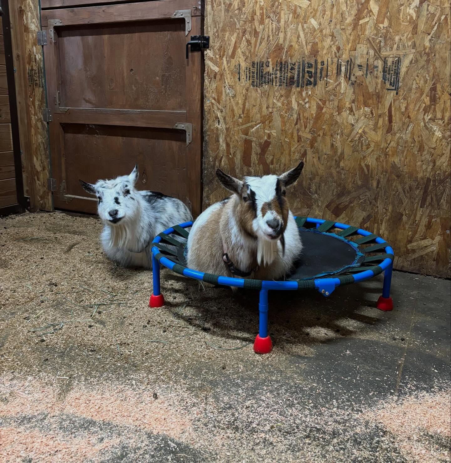 There’s something so special about the peace these two find by each other’s side. Seeing this mom and daughter bond and adjust to their new home truly makes my heart happy 🤍
#adga #4h #farmlife #dairygoats #nigeriandwarfgoats