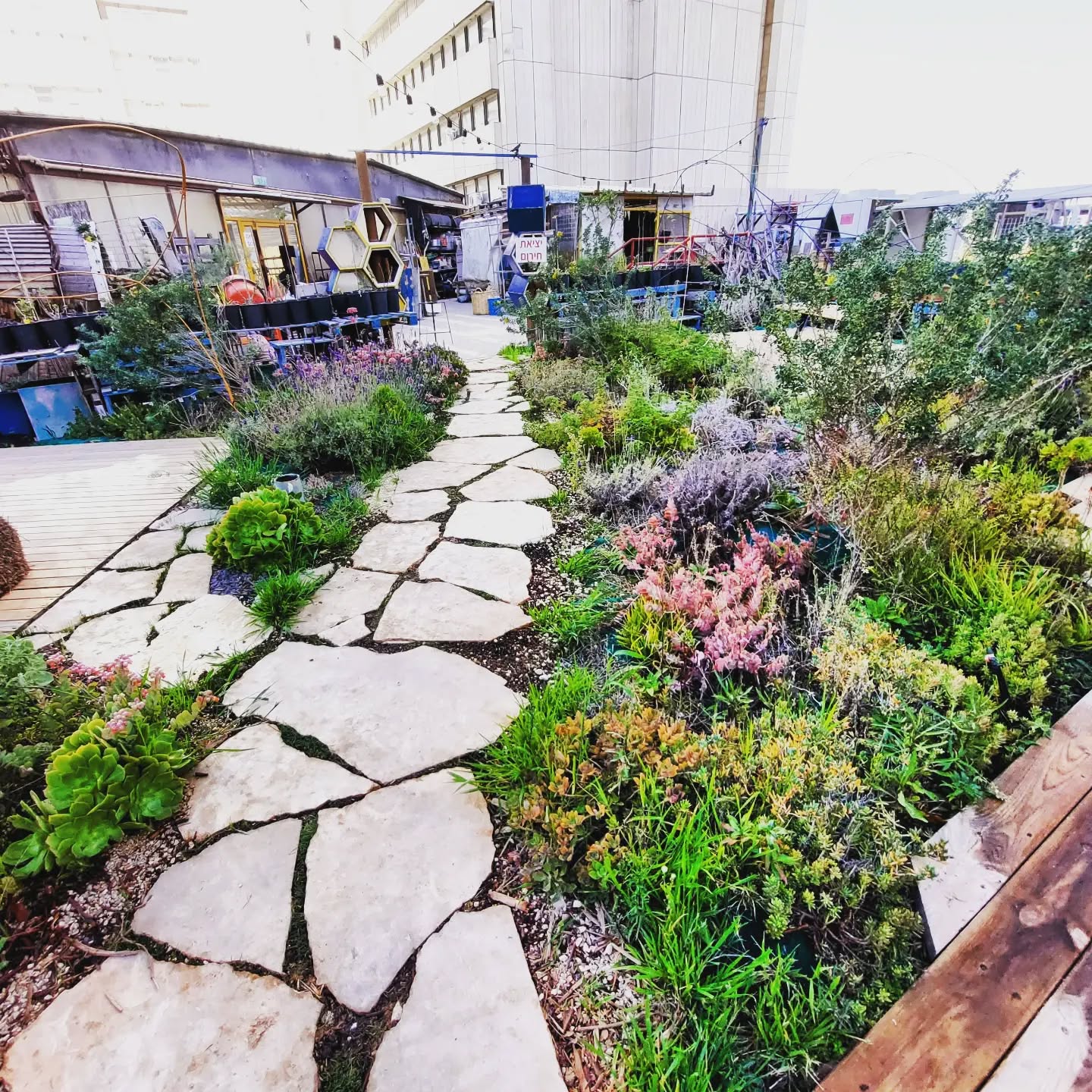 purple (no) rain
❤️ @muslalajlm
#greenroof, #בנייןצומח, #bldveg, #גגירוק, #oikosteges, #גגצומח, #israel, #drought , #בצורת, #greenroofpolicy, #greenroofs, #muslala, #מוסללה, #jerusalem, #ירושלים, #climatechange