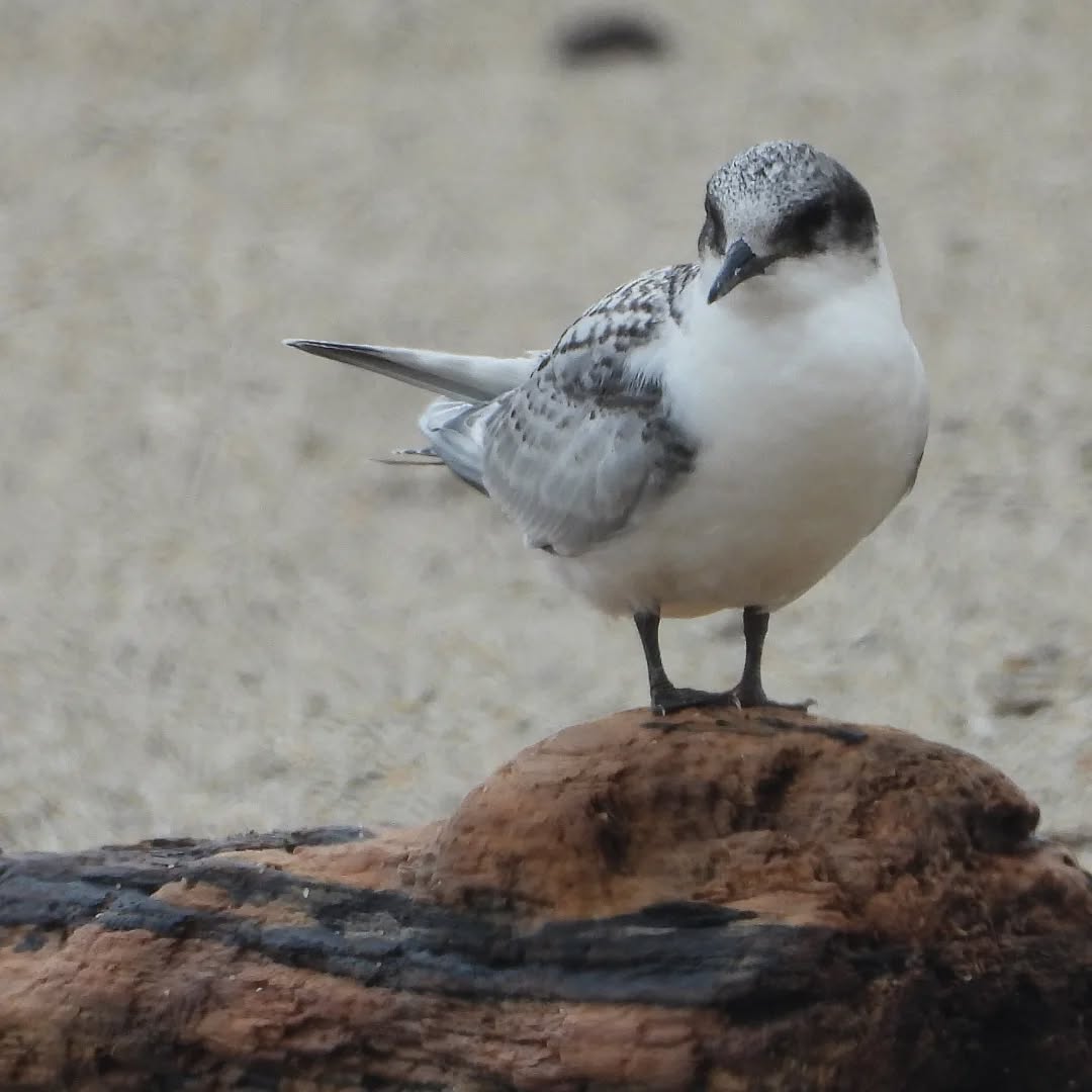 A young southern White-fronted Tern, hanging out at beach day.
#White-frontedtern #Karamea #karameaterns #karameawild