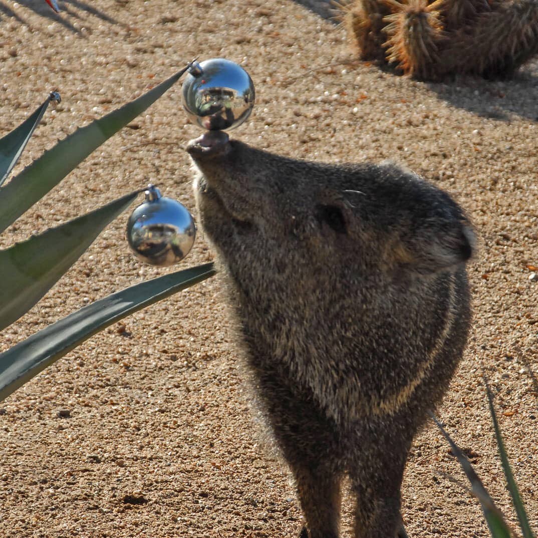 What post are you grateful for that was shared recently?
38 Days of Gratitude: Day# 29
My neighbor posted this adorable picture of the wildlife in our area, Javelina, enjoying the holiday decorations!
Look at the smile on the Javelina’s face! 😁 What do you think he/she is thinking?
It's spreading joy and happiness just by being! ♥️
Javelina look like pigs, although not related to pigs, with a flatter side body. 🐖
Like this Javelina, I hope that you enjoy the little moments during each day that make it special. And that you stay connected to community, even though the way that we're connecting is different these days (Javelina travel in groups). And know that you are part of the larger collective, so many people care about you, love you and you are fully supported at all times! ♥️🙏
#javelina
#gratefulforwildlife
#desertwildlife
#desertlife
#stayconnected
#community
#appreciate
#appreciation
#grateful
#gratefuleveryday
#gratefulheart
#gratitude
#gratefulforlife
#youaresupported
#youareloved
#mindfulnessforhealth
#mindfulness
#mentalhealth
#mentalhealthmatters
#emotionalhealth
#meditation
#meditate
#meditatedaily
#meditateeveryday
#meditationforhealth
#meditatewithme
#meditationforhappiness
#nicolebraveman